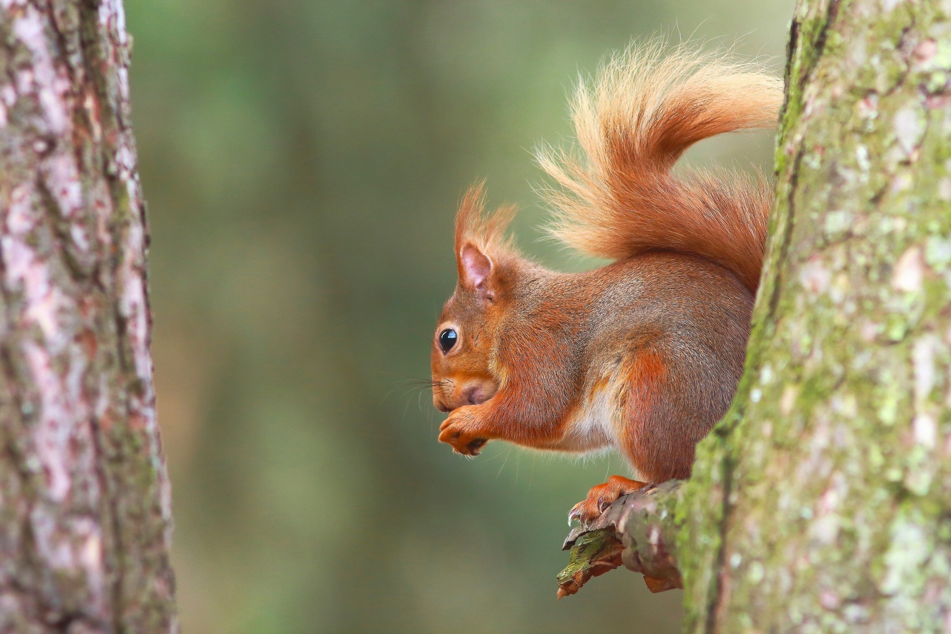 красный, черный, видеонаблюдение