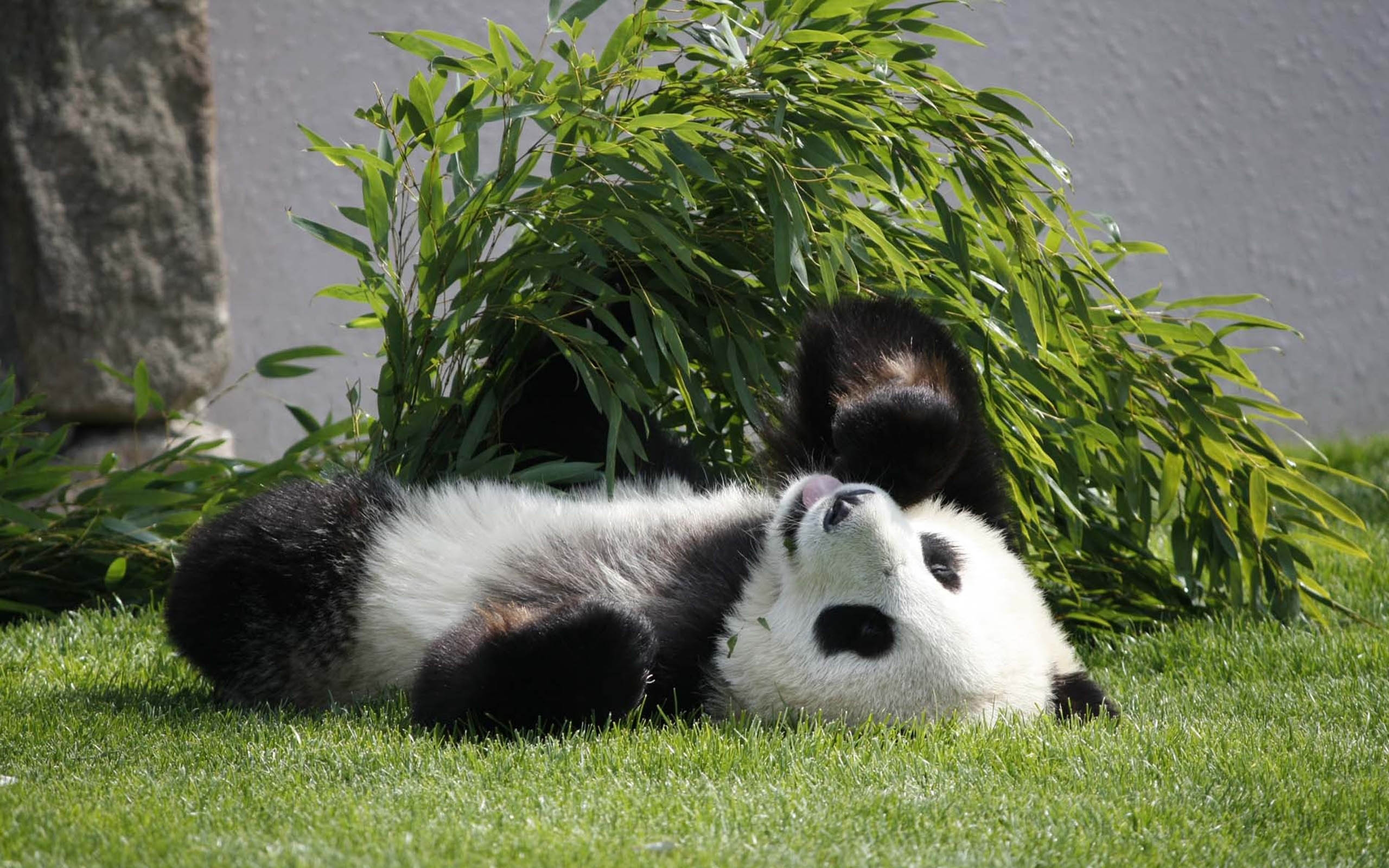 Когда вышла 1 панда. Панда бамбуковый медведь. Веселая Панда. Смешная Панда. Картинки на рабочий стол Панда.