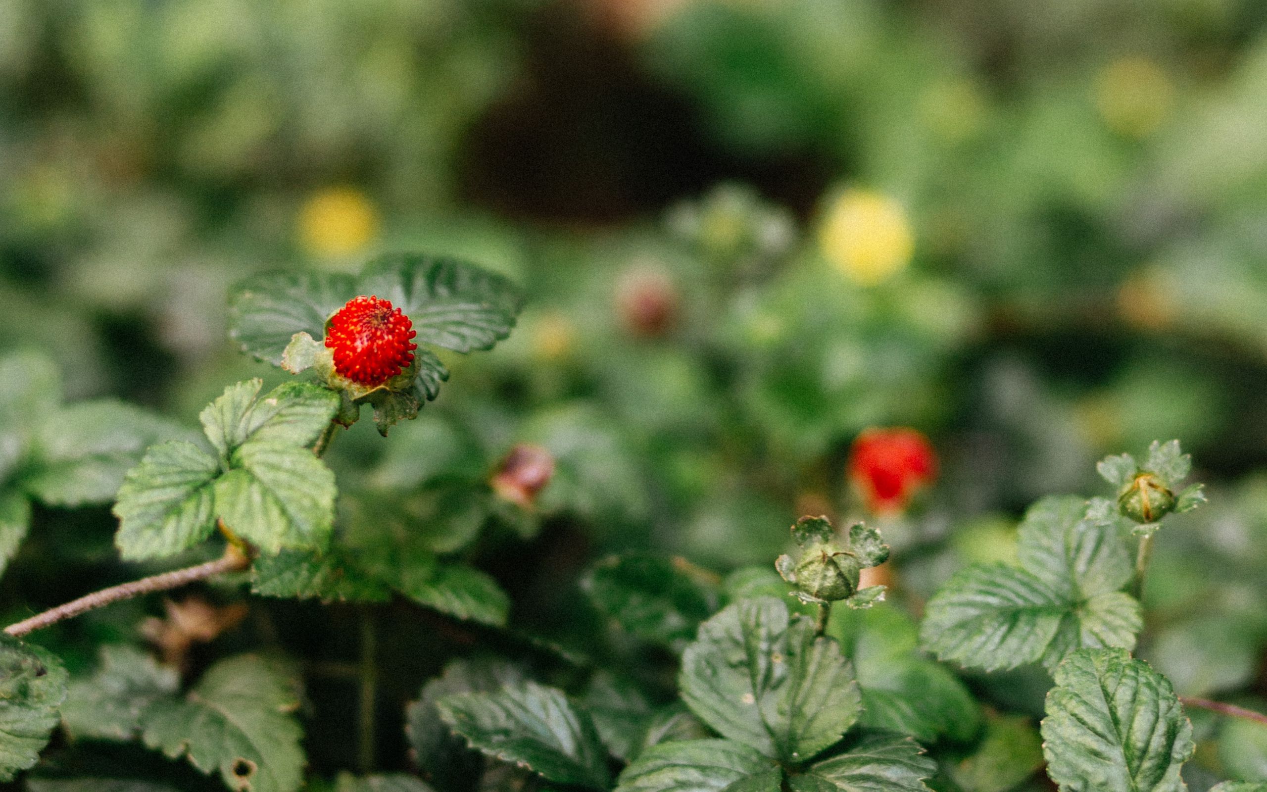 ipad, клубника, мини