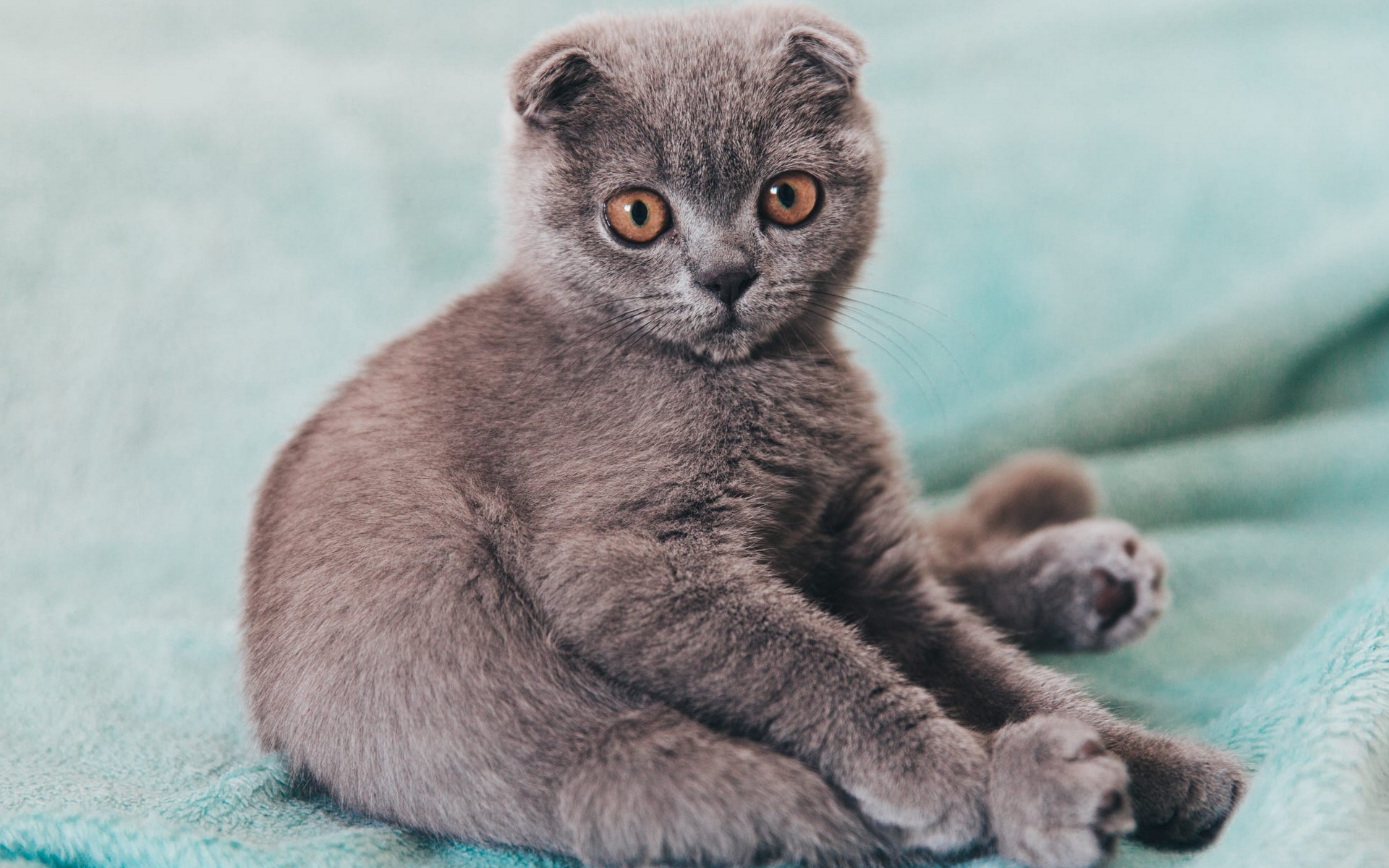 кот, бакенбарды, котенок