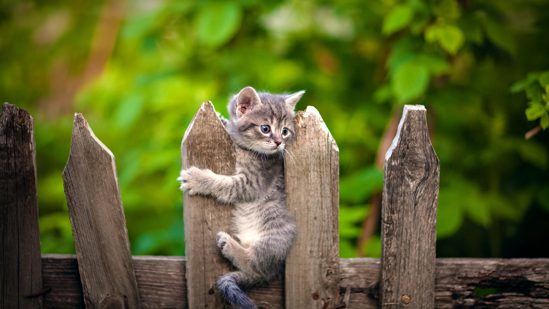 забор, чат, любовь