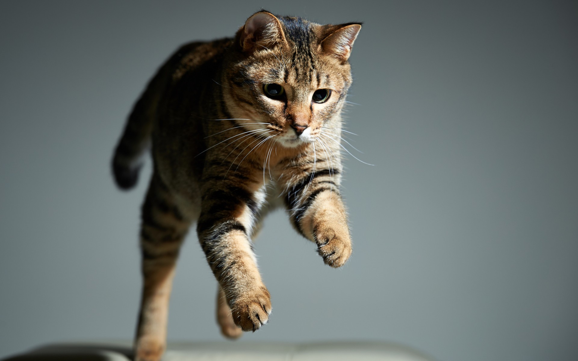 кот, прыжок, морда