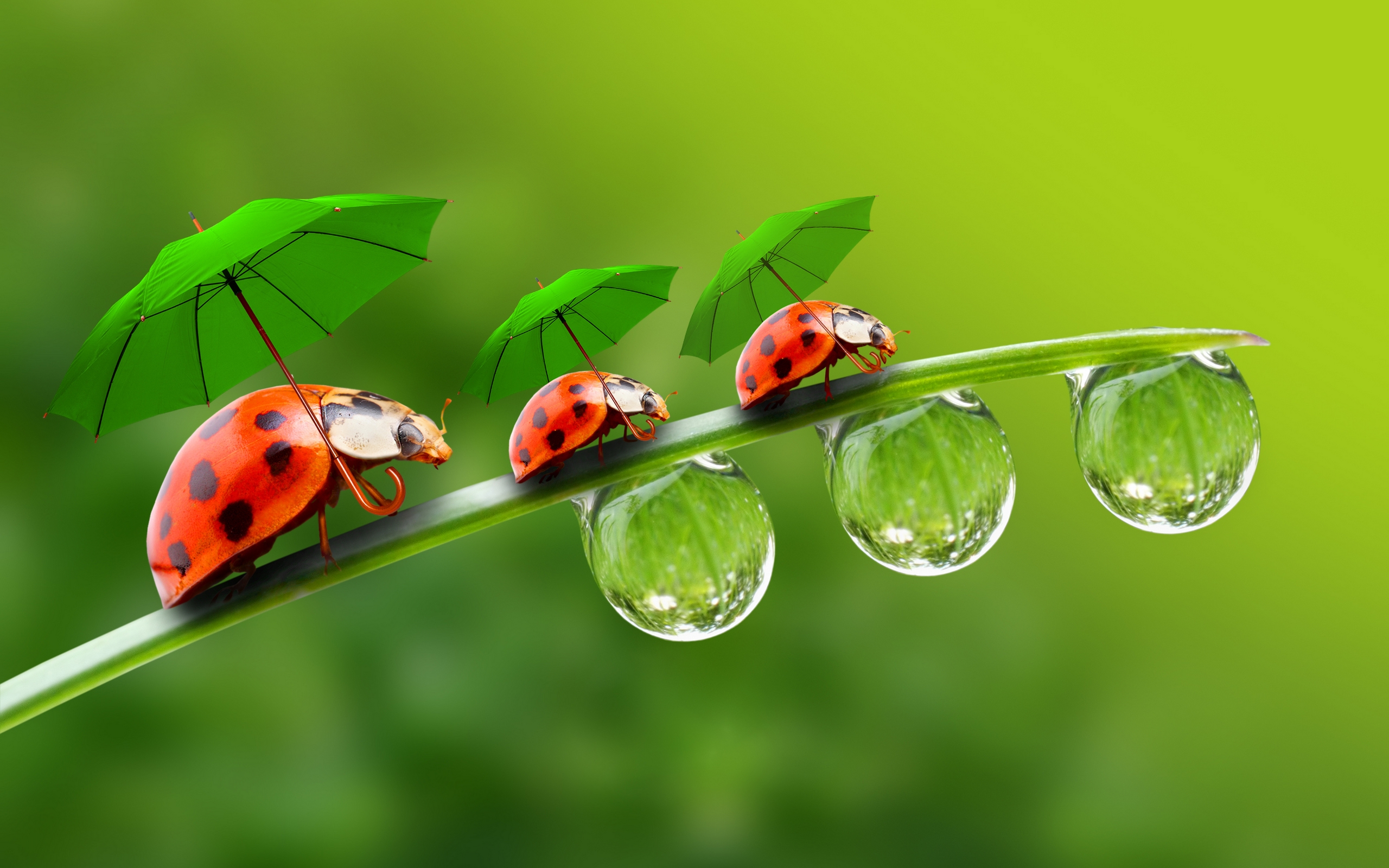 desktop, coccinelle, ди