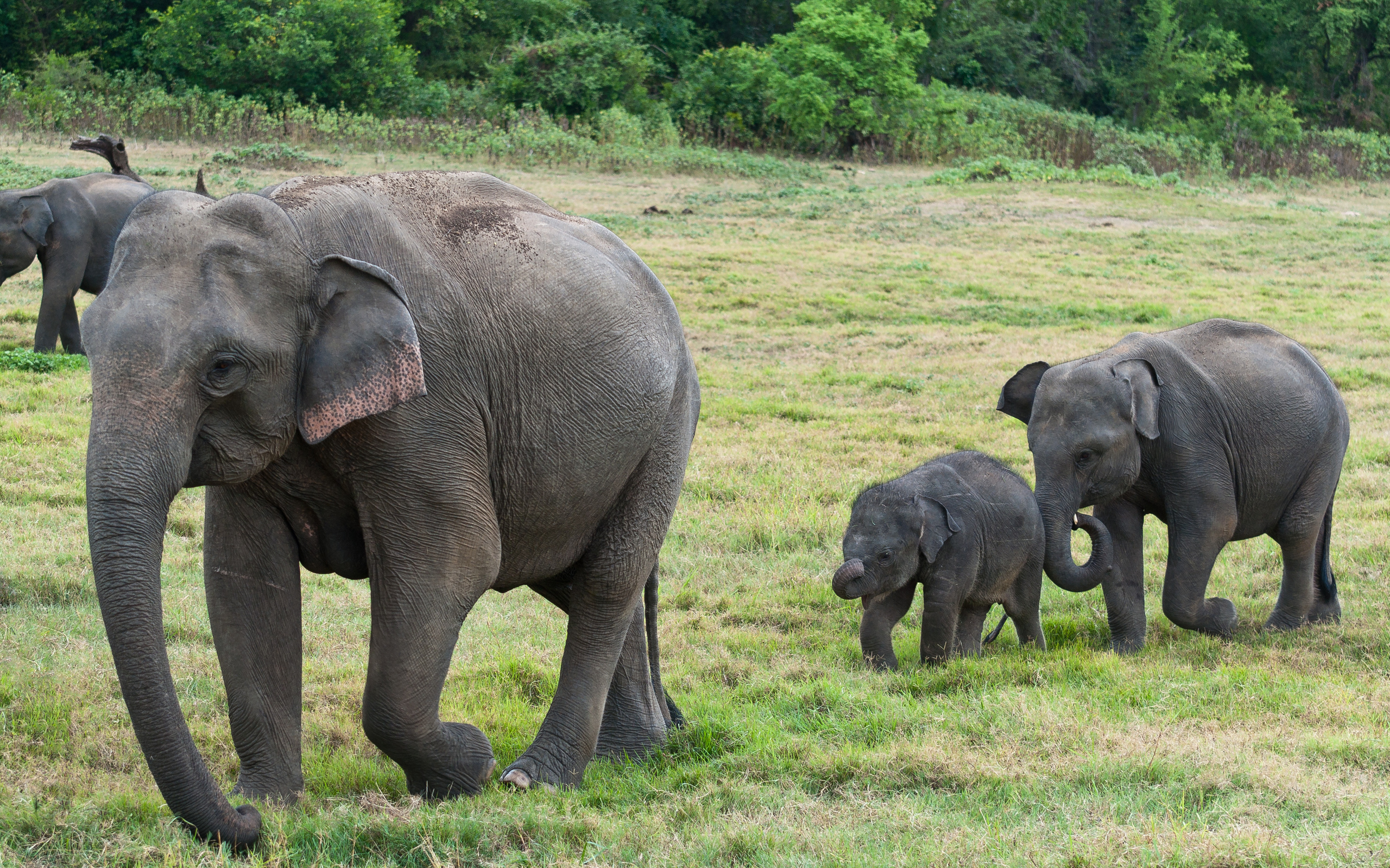 sri, lanka, слон
