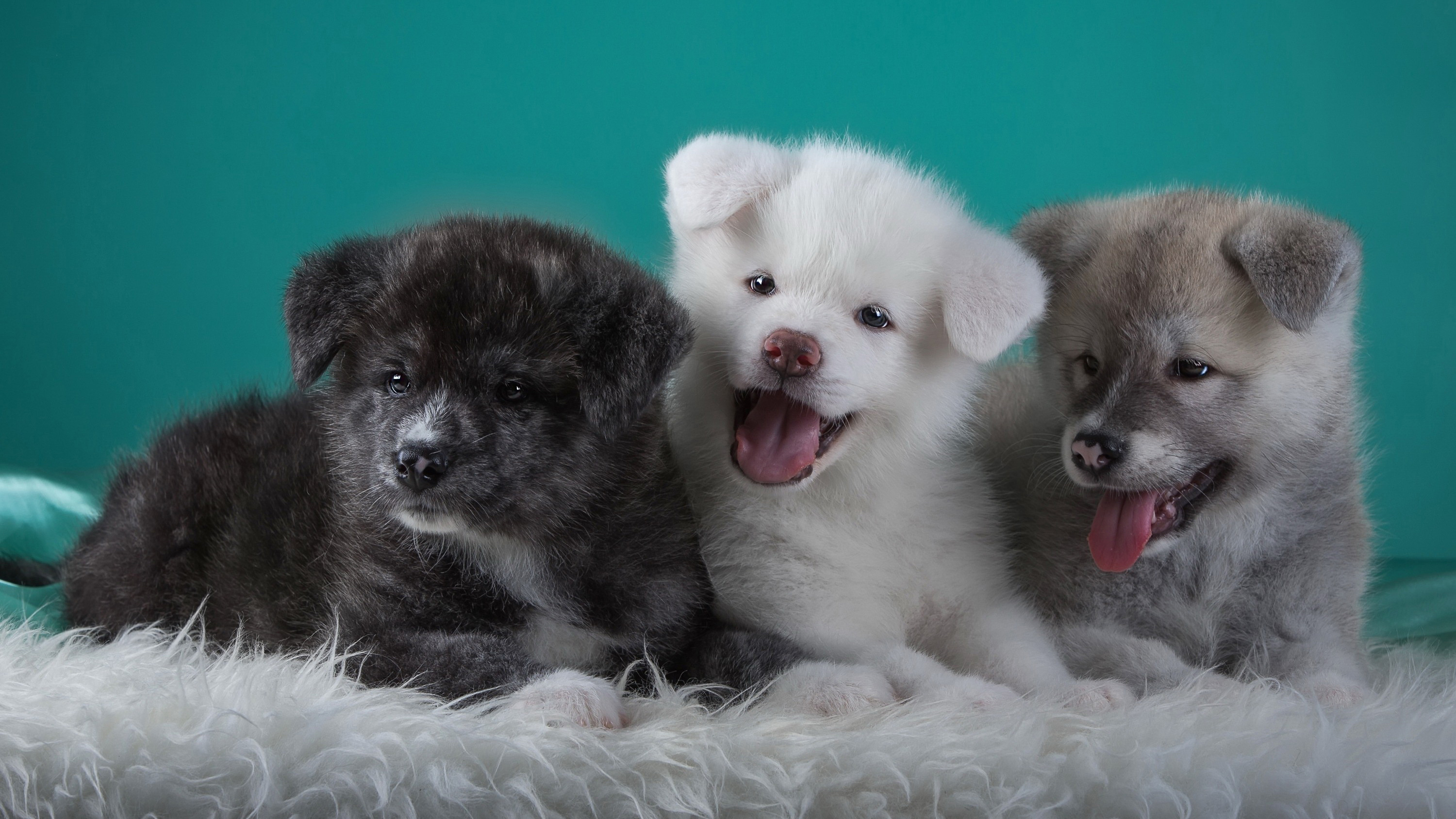 pinterest, щенки, идеи