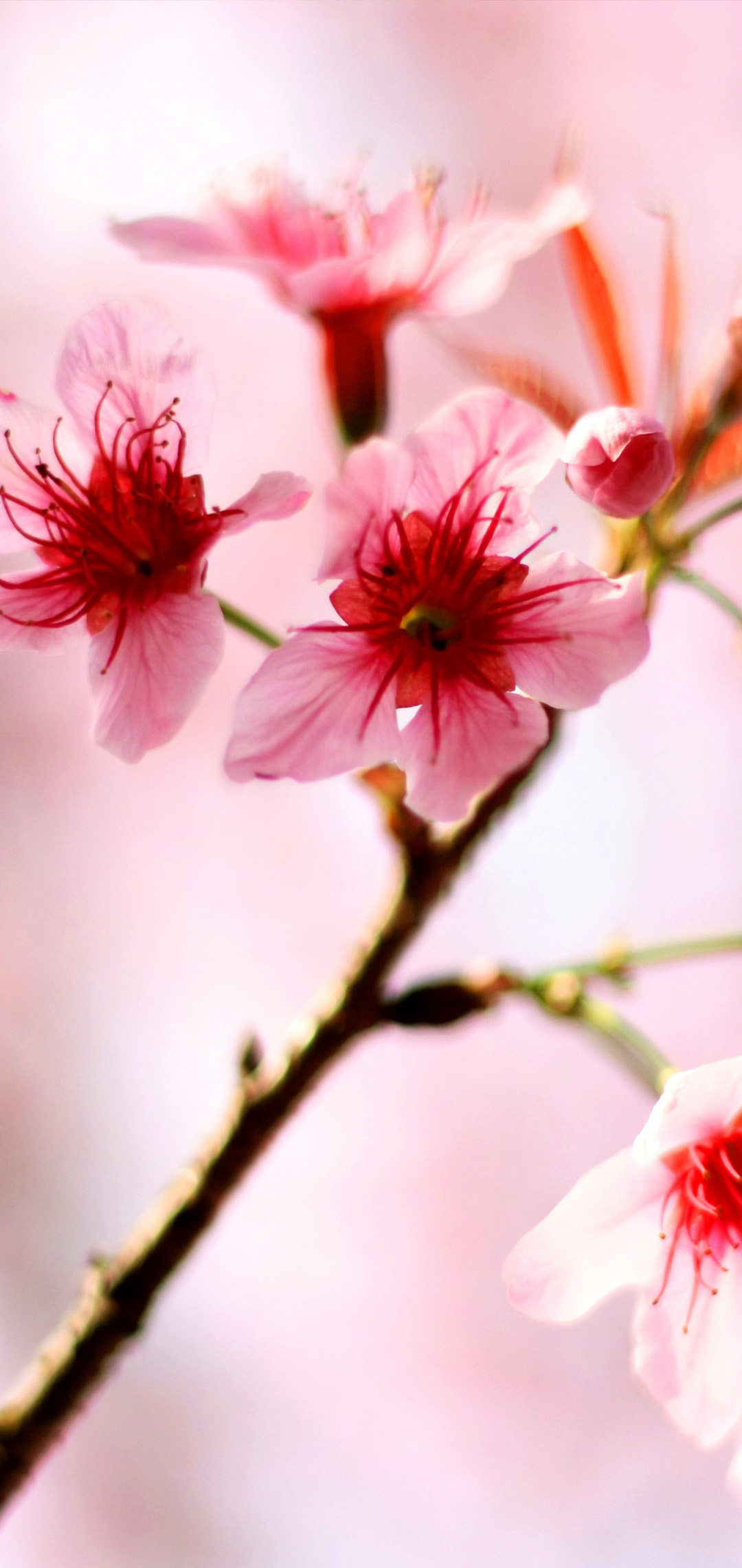 cherry