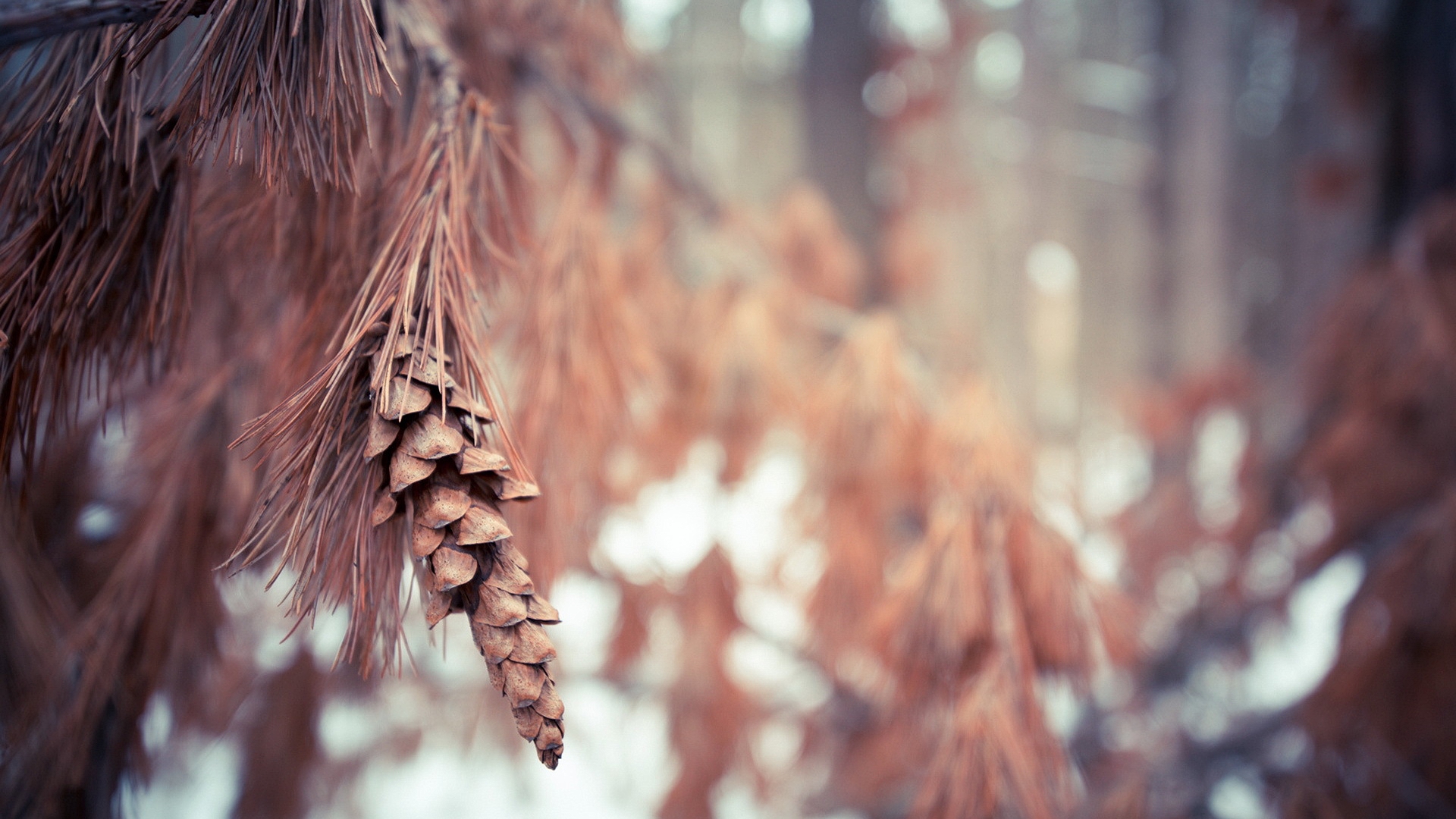 природа, leaf, winter