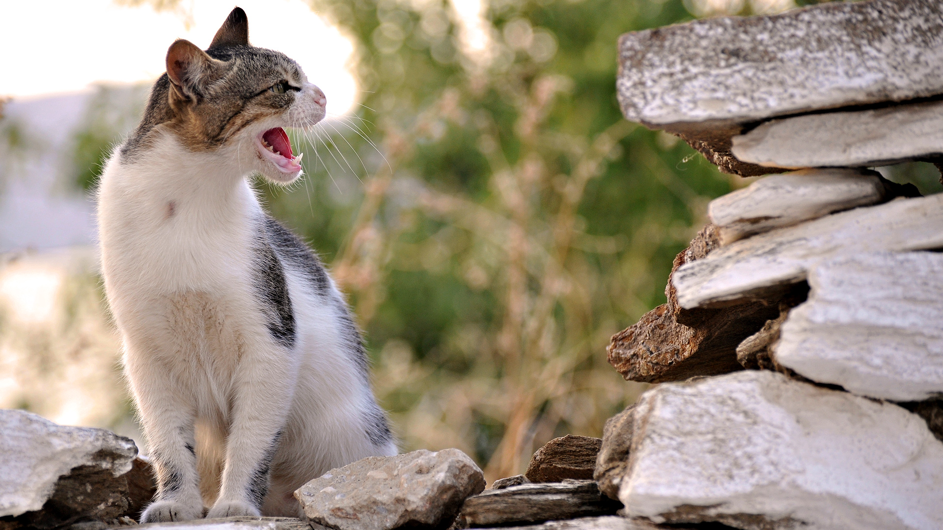 природа животные кот серый язык загрузить
