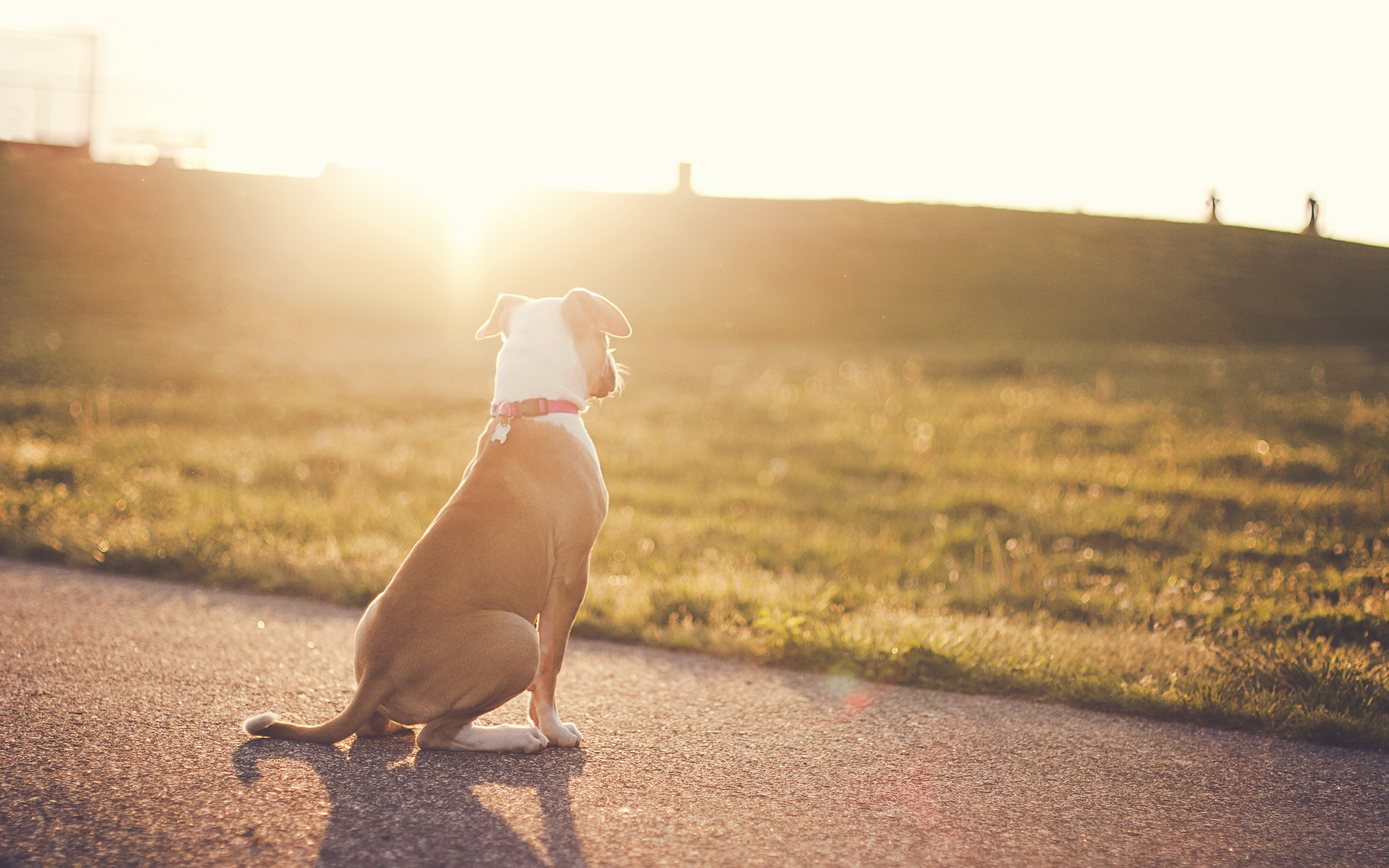 Dog light