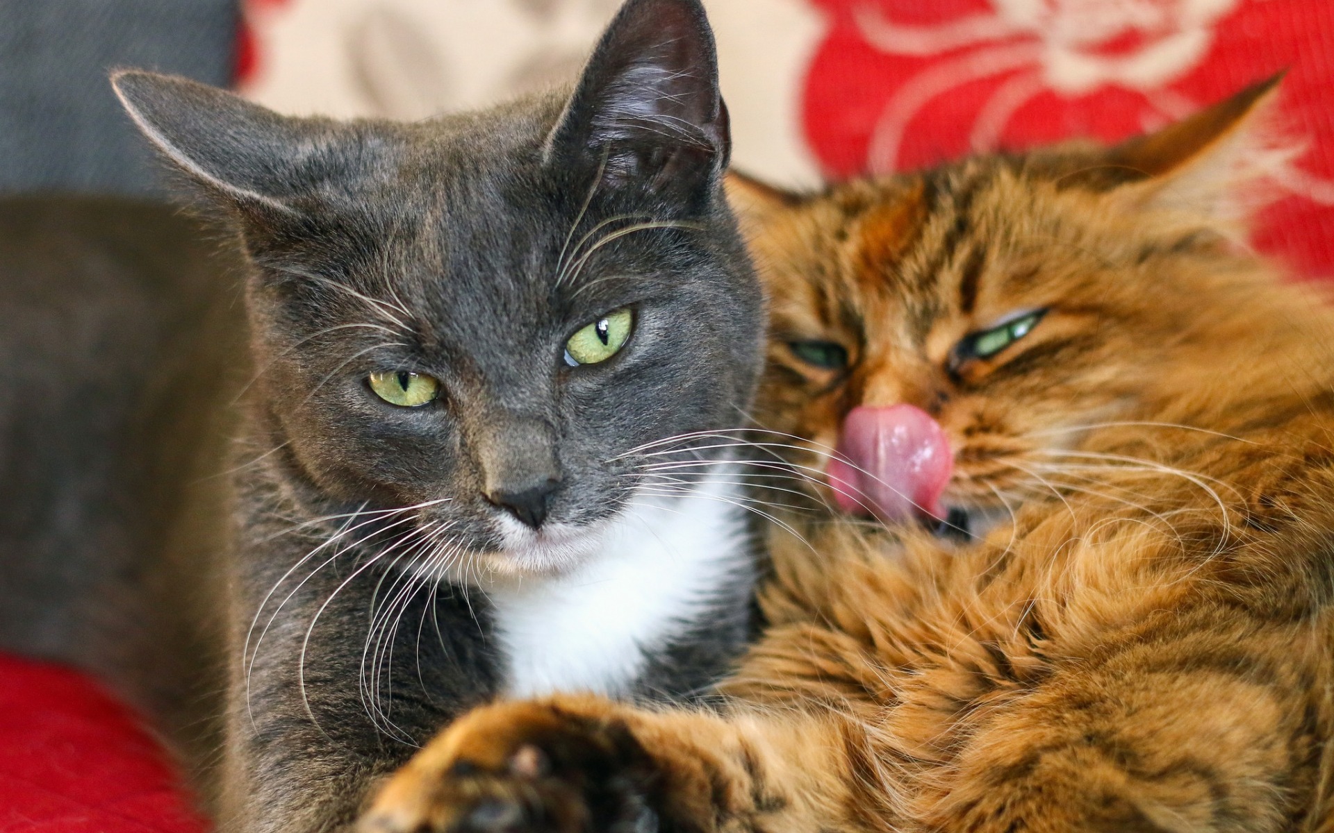 кот, друг, котенок