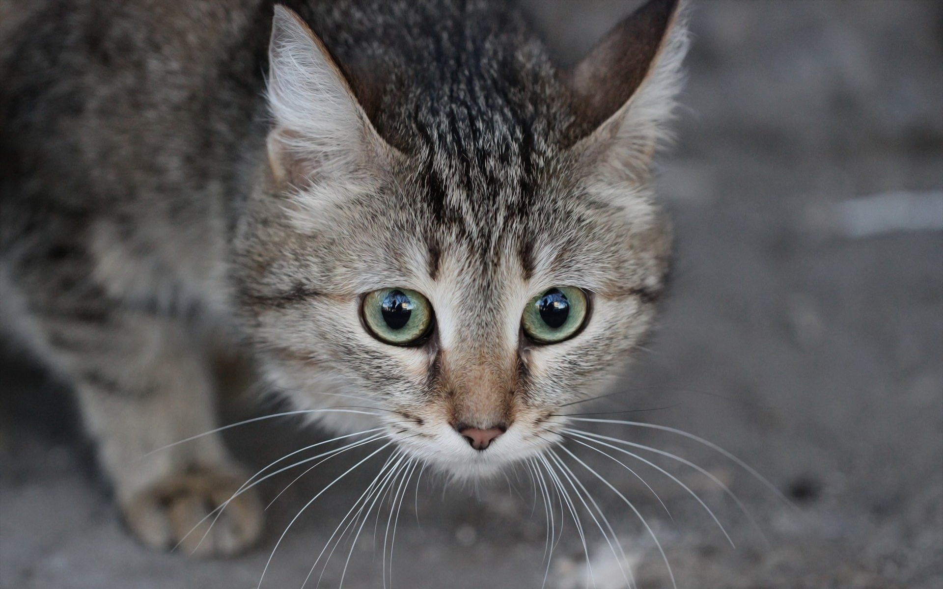 зелёный, глаз, кот