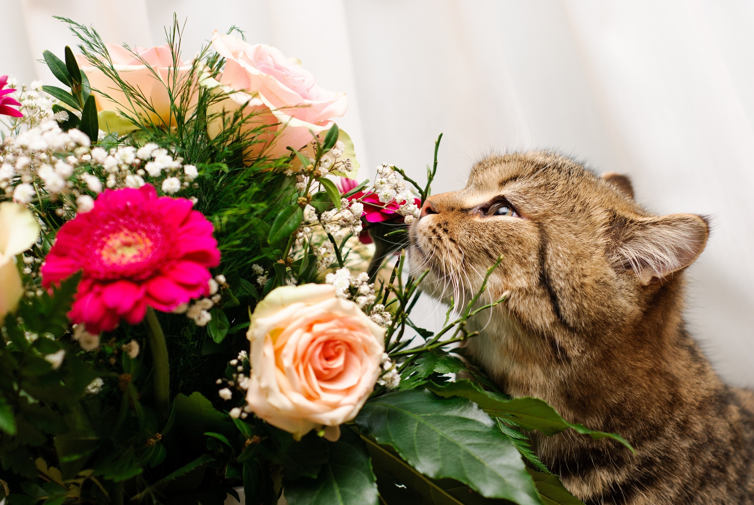 букет, кот, цветы