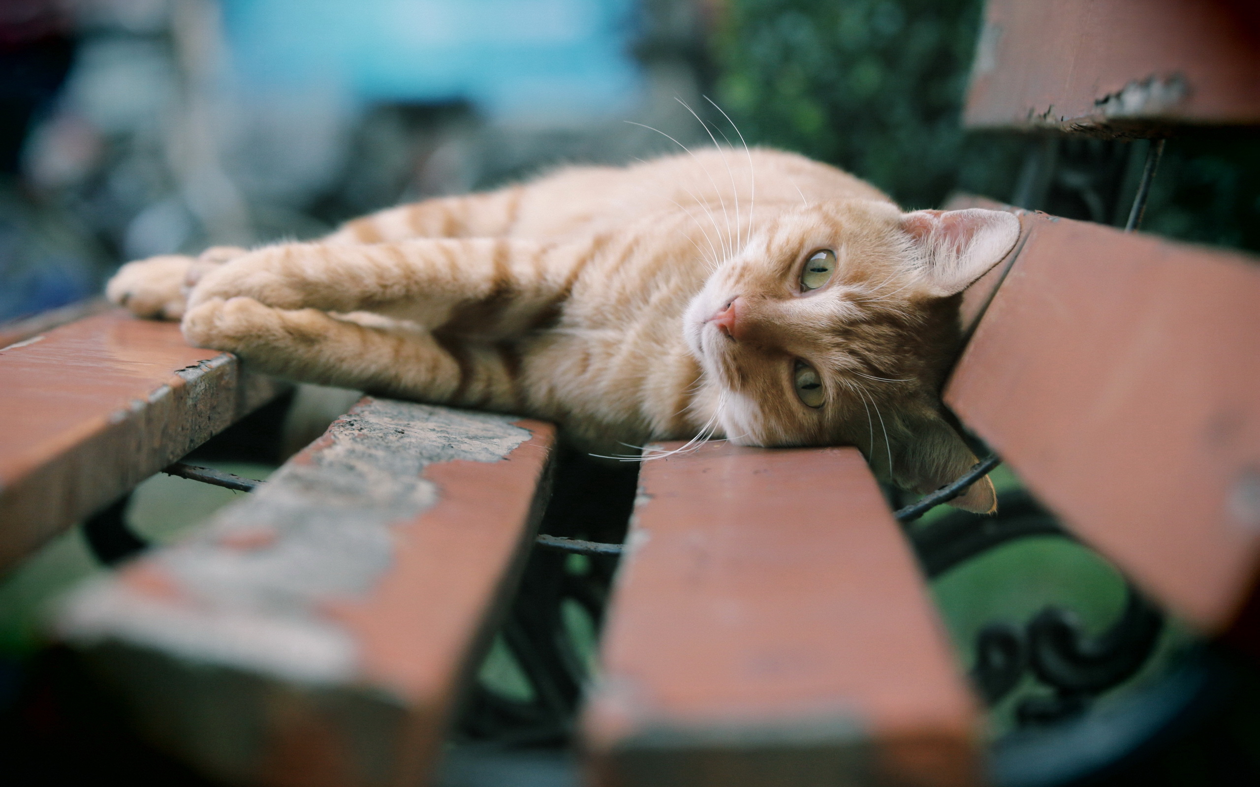 природа животные кот скамейка лавка nature animals cat bench shop скачать