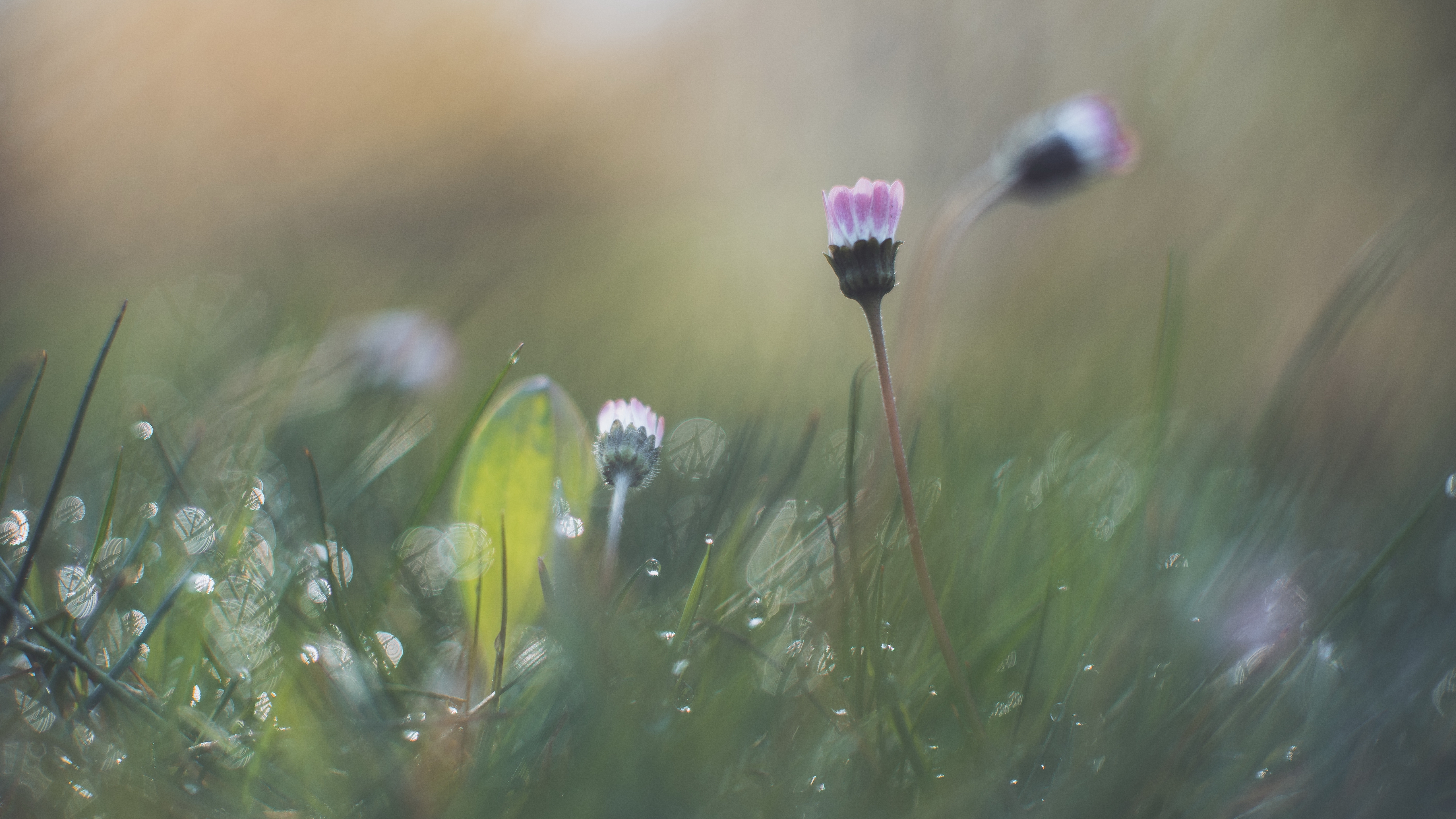 тюльпан, таблетка, прыщи