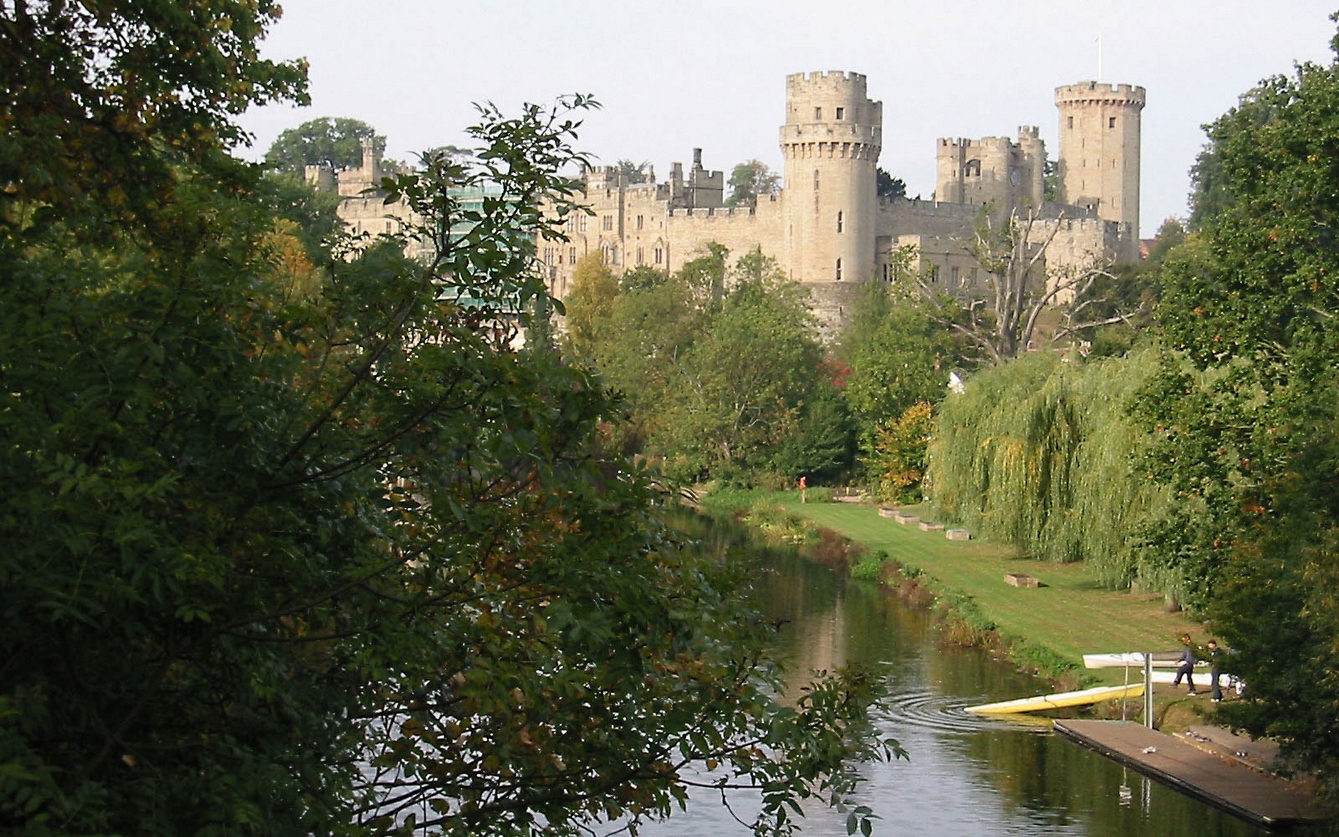 дерево, растение