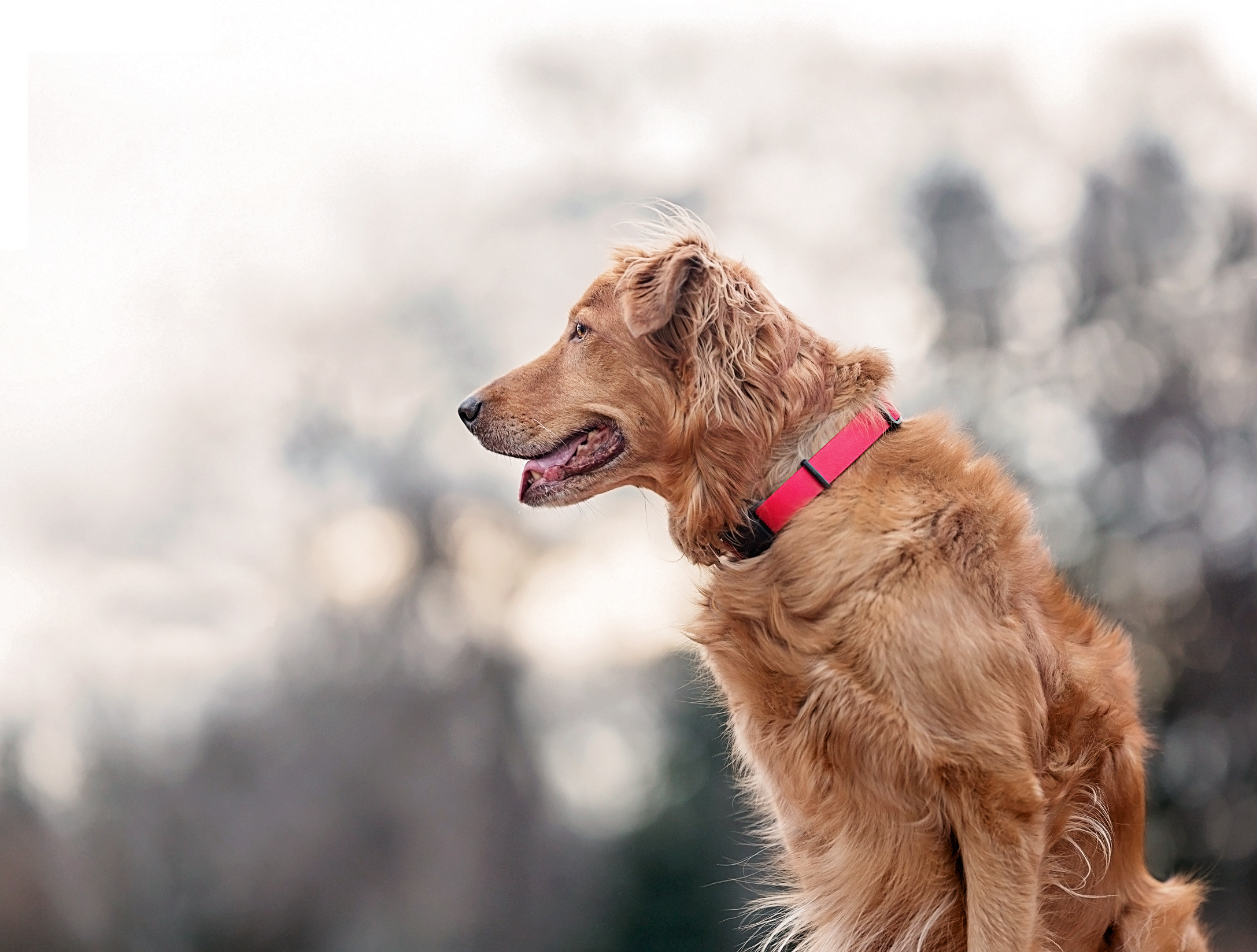 Look dog. Собака принесла поводок. Поводок для собак синий. Ошейники для собак обои. Элегантный дорогой пес.