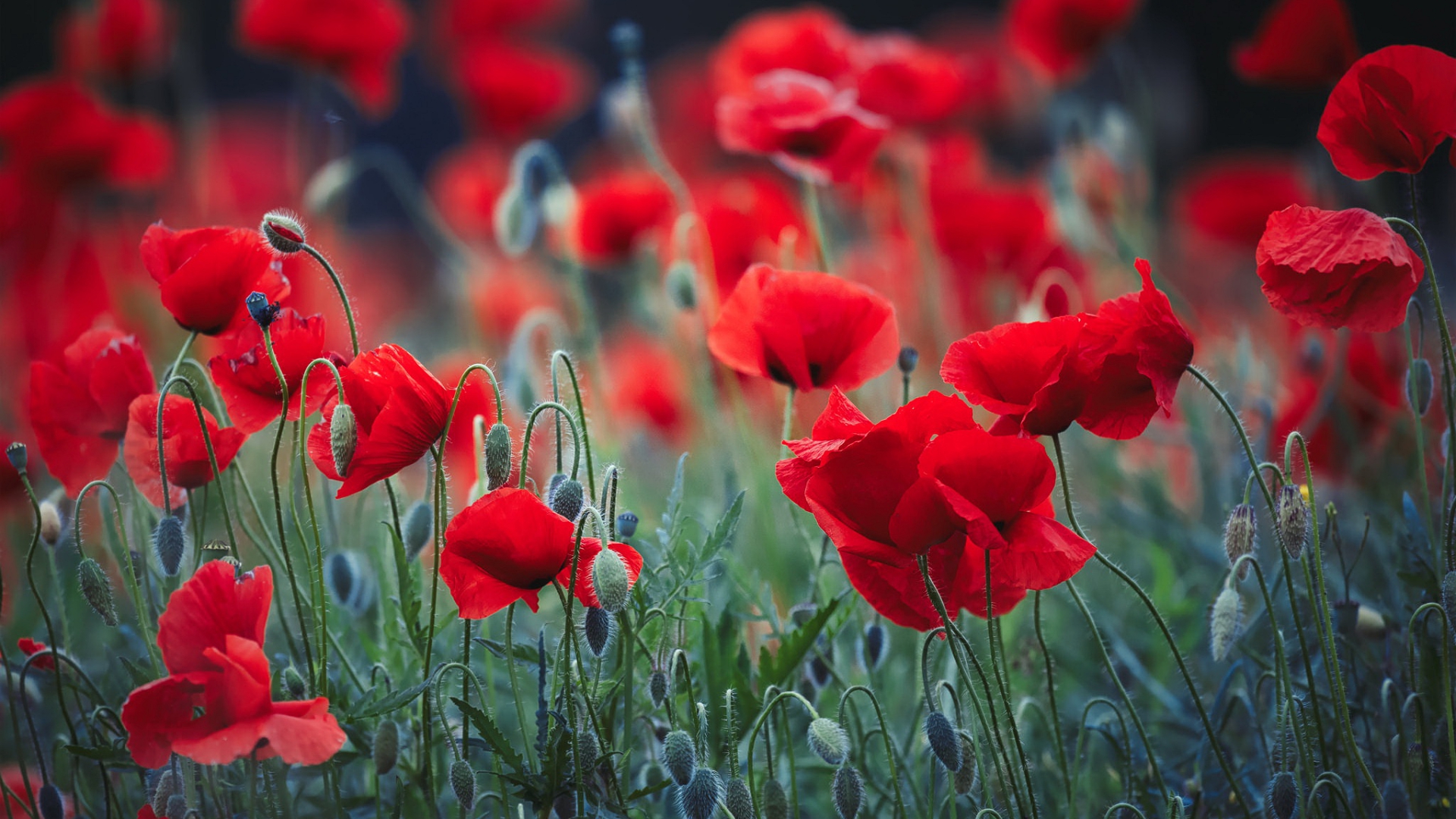 цветок, мак, цветы