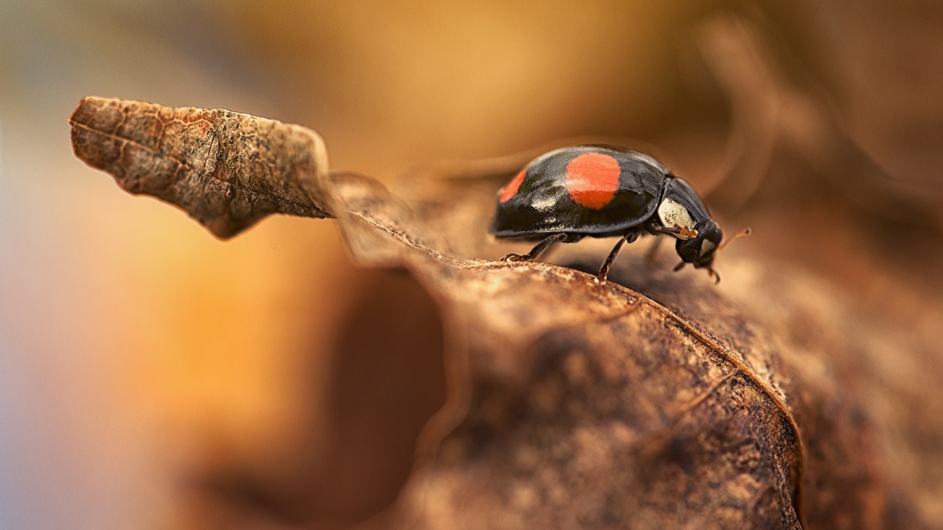 ladybug, leaf, фото