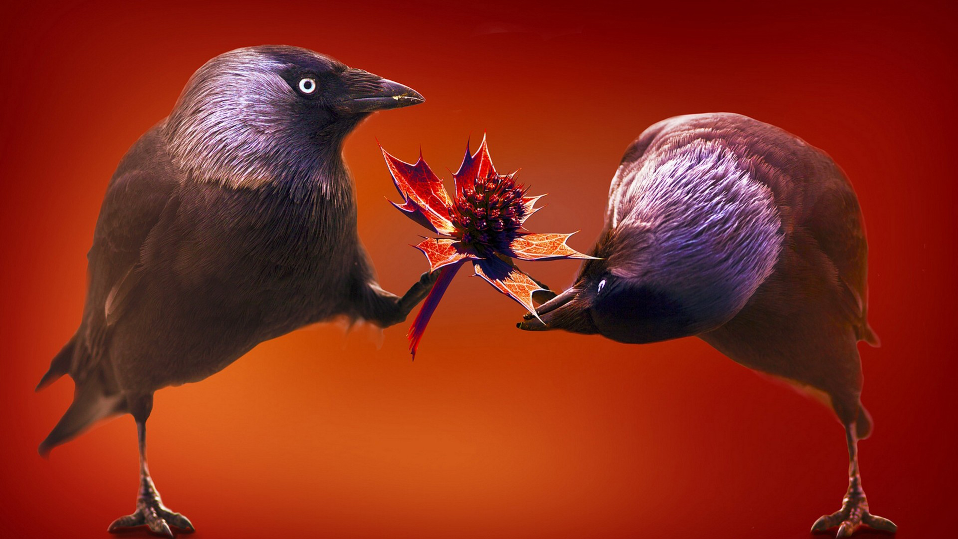 смешное, бесплатное, настольное издание No 136335 Разрешение 1920x1080
