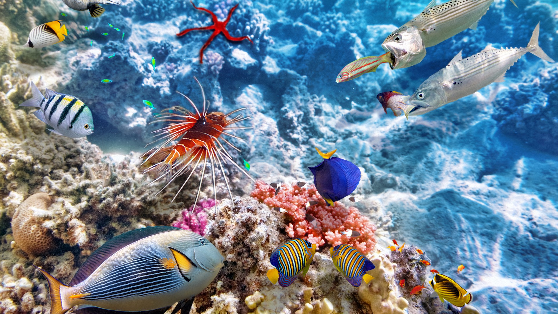 риф, coral, underwater
