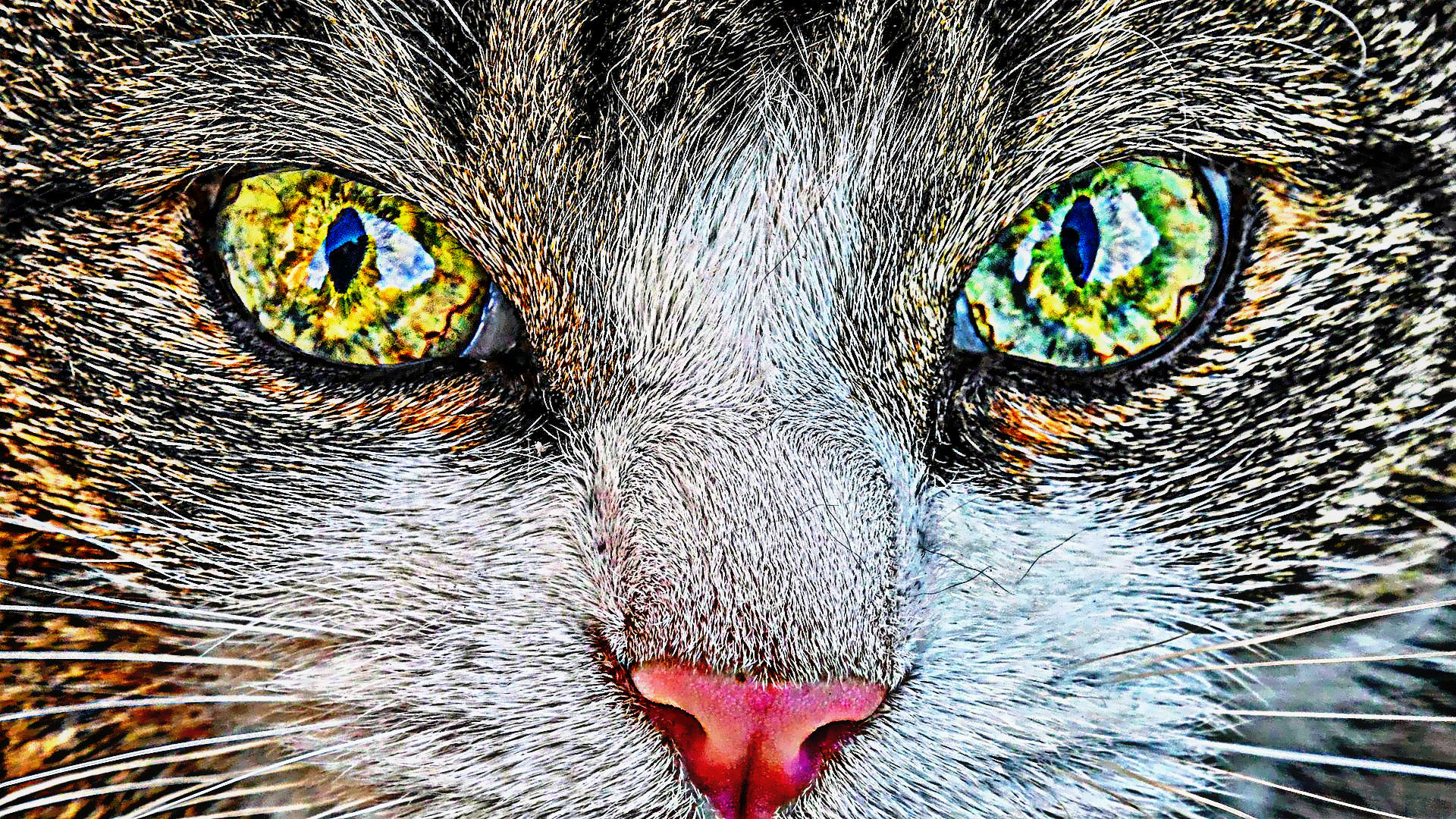 кошка с зелеными глазами и розовым носом