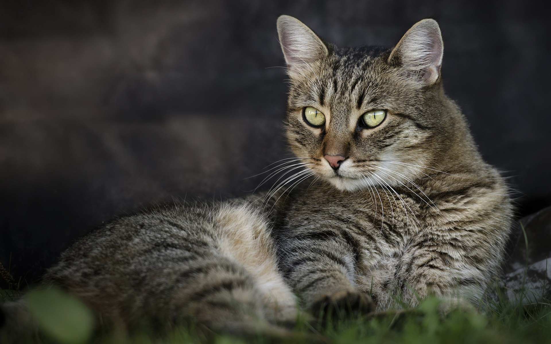 есть кошка, которая лежит в траве