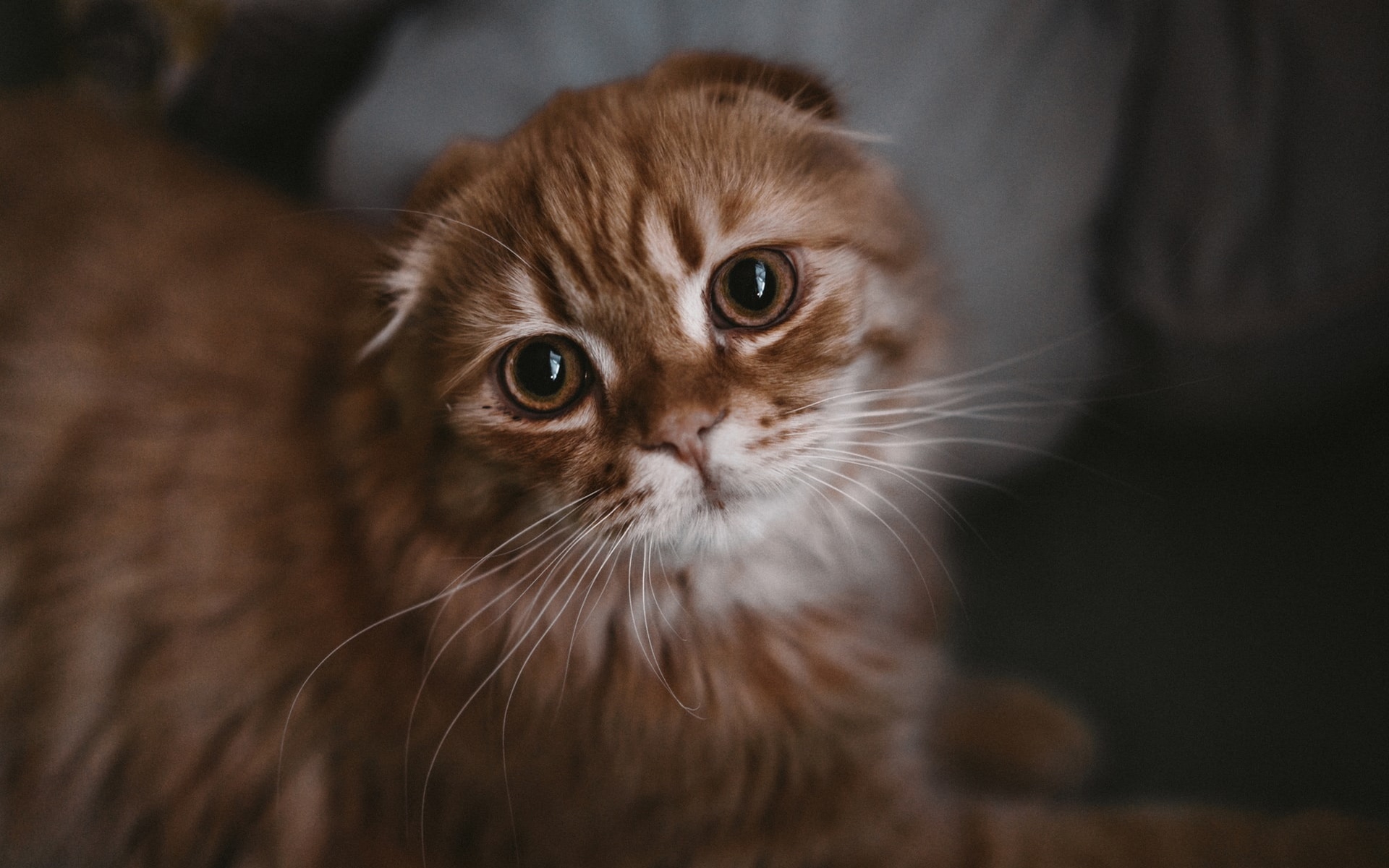 кот усы морда