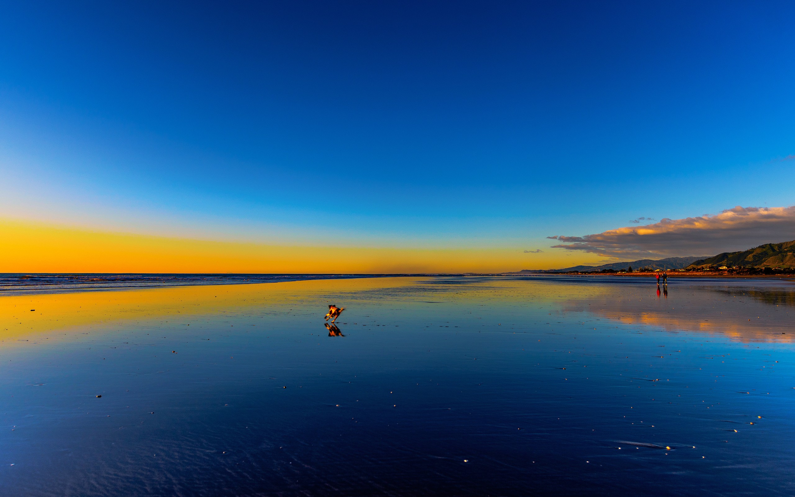 арафы гуляют по пляжу на закате с собакой
