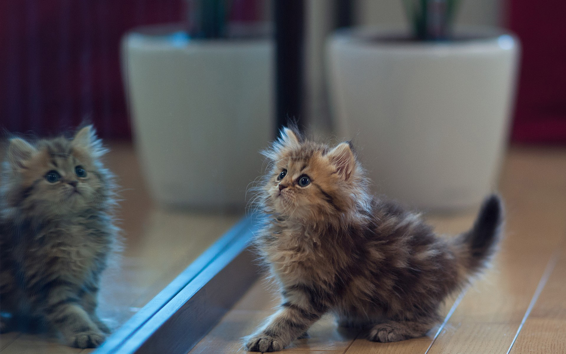 котенок, следующий