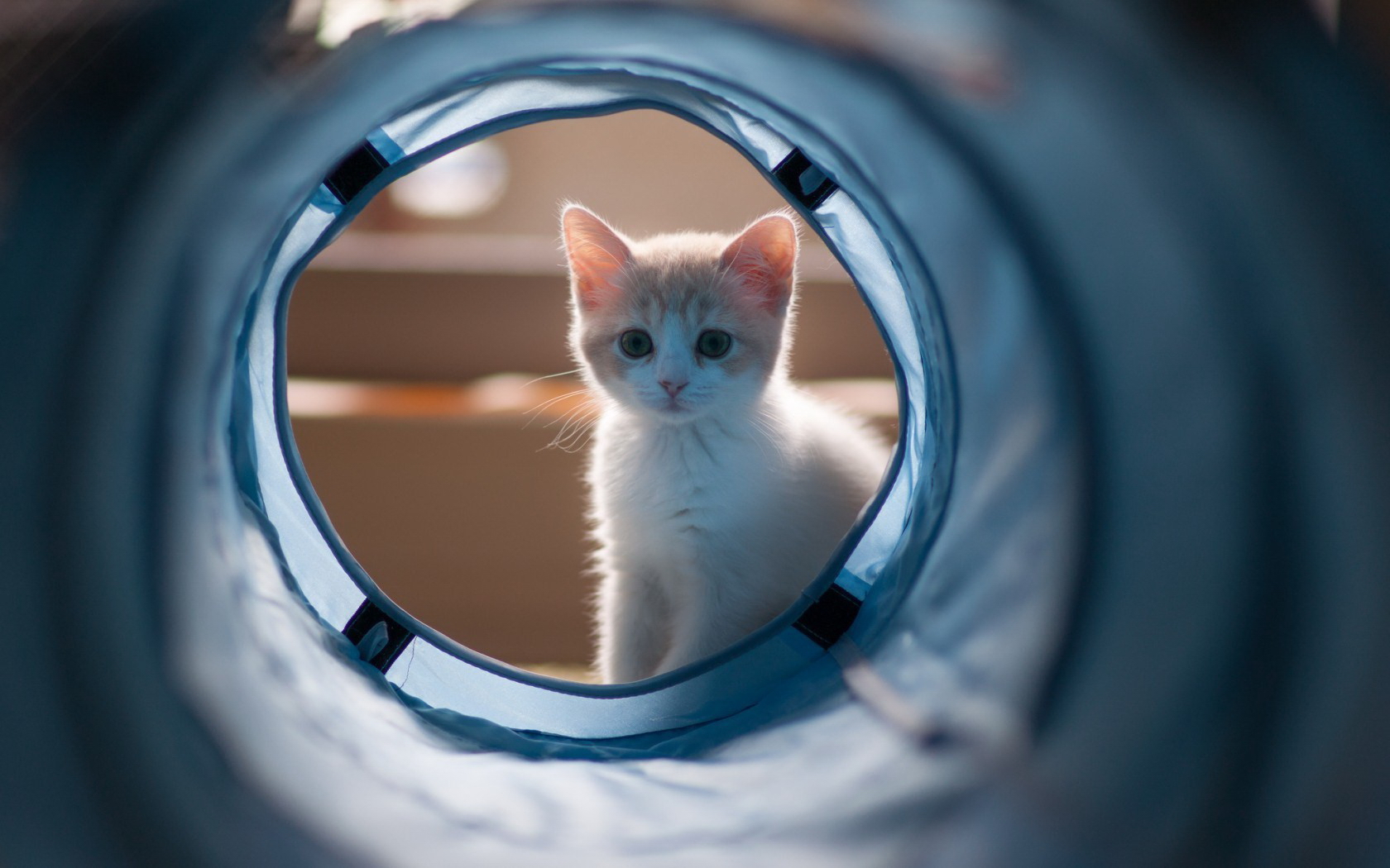 категория, кошки, котенок