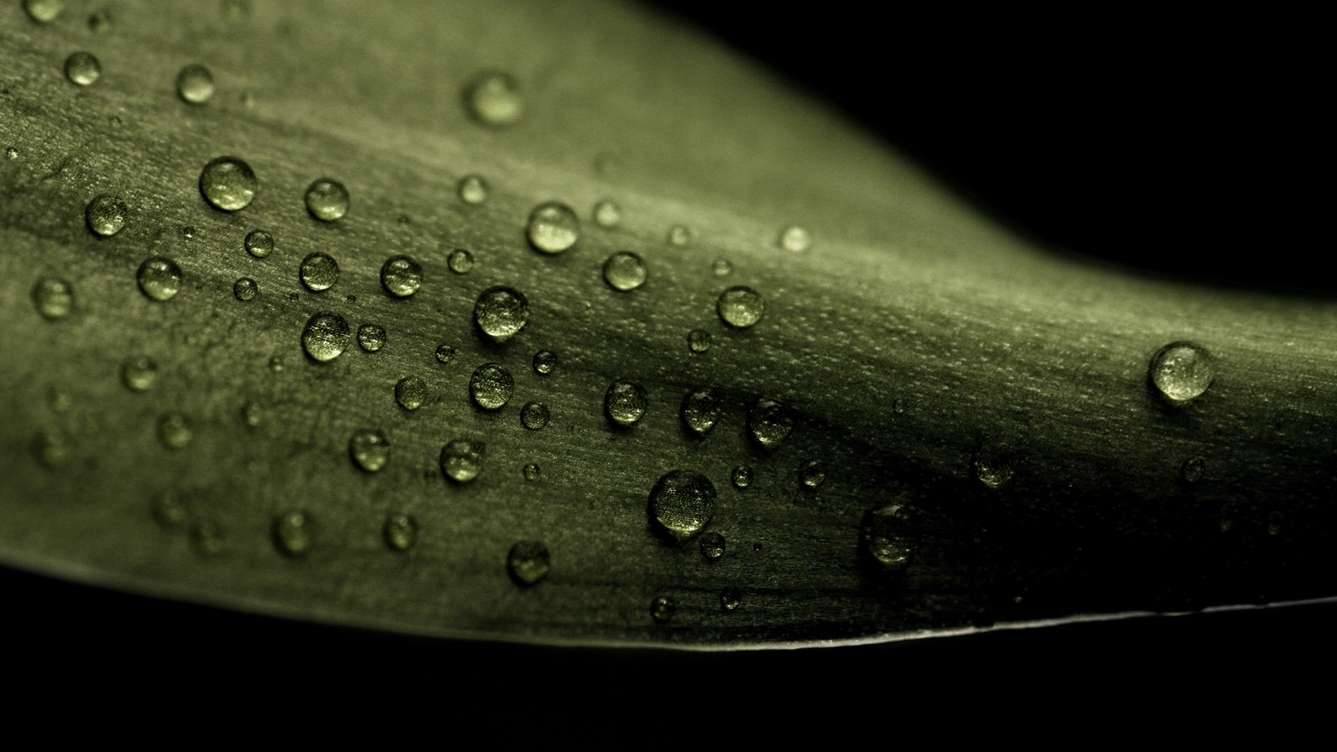 leaf, drop, роса