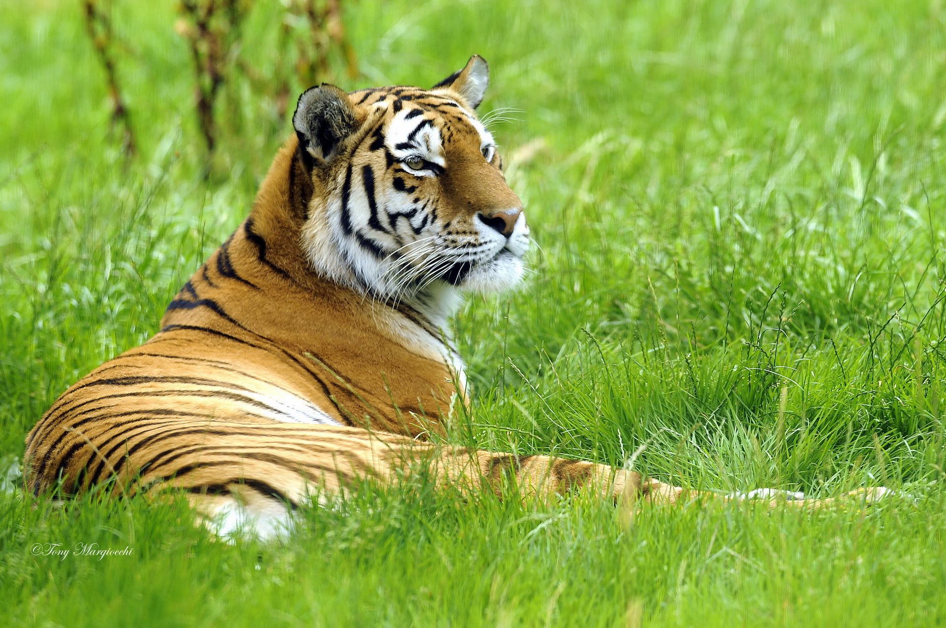 тигр пасть трава без смс