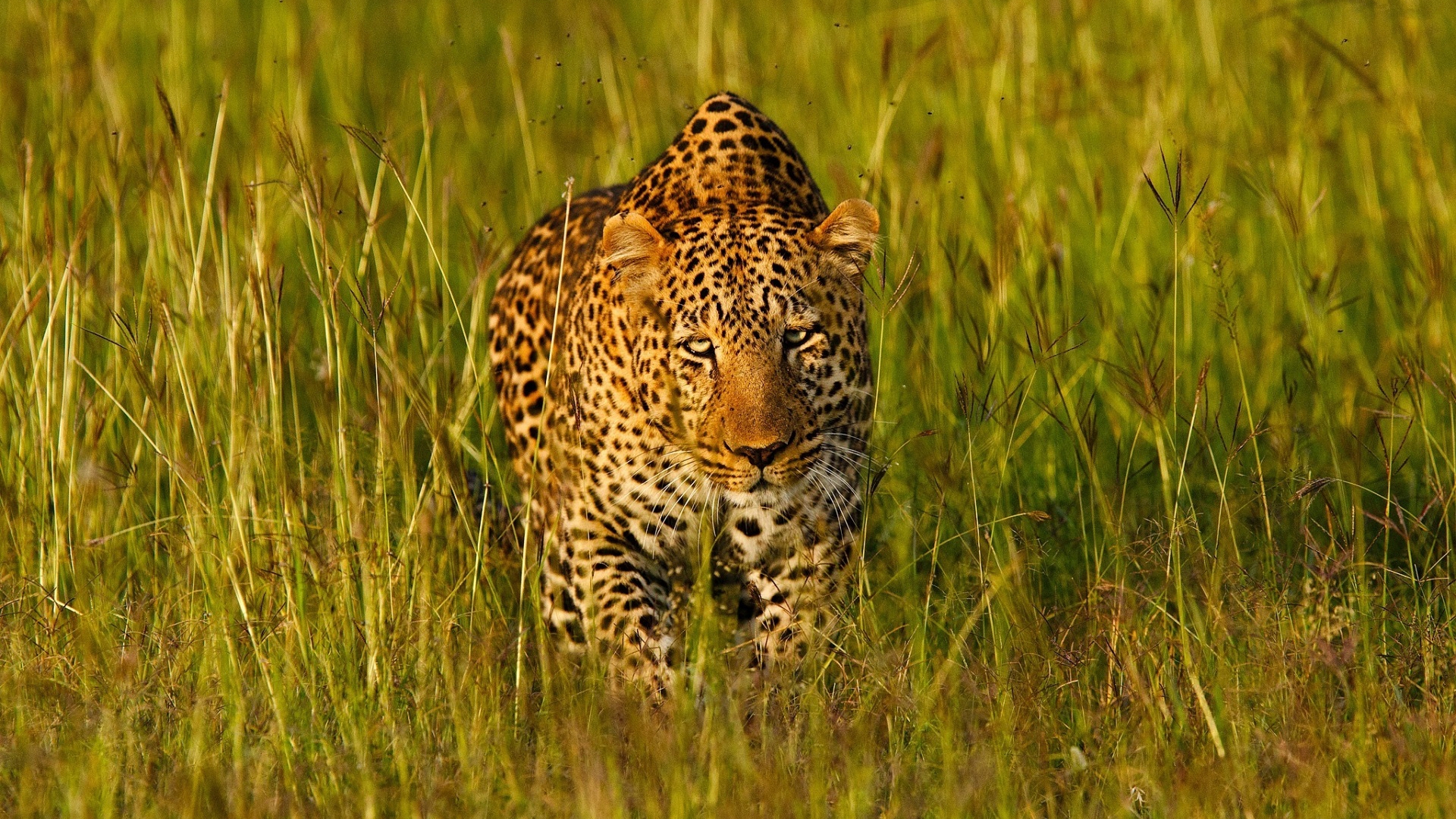 кошка, леопард, трава