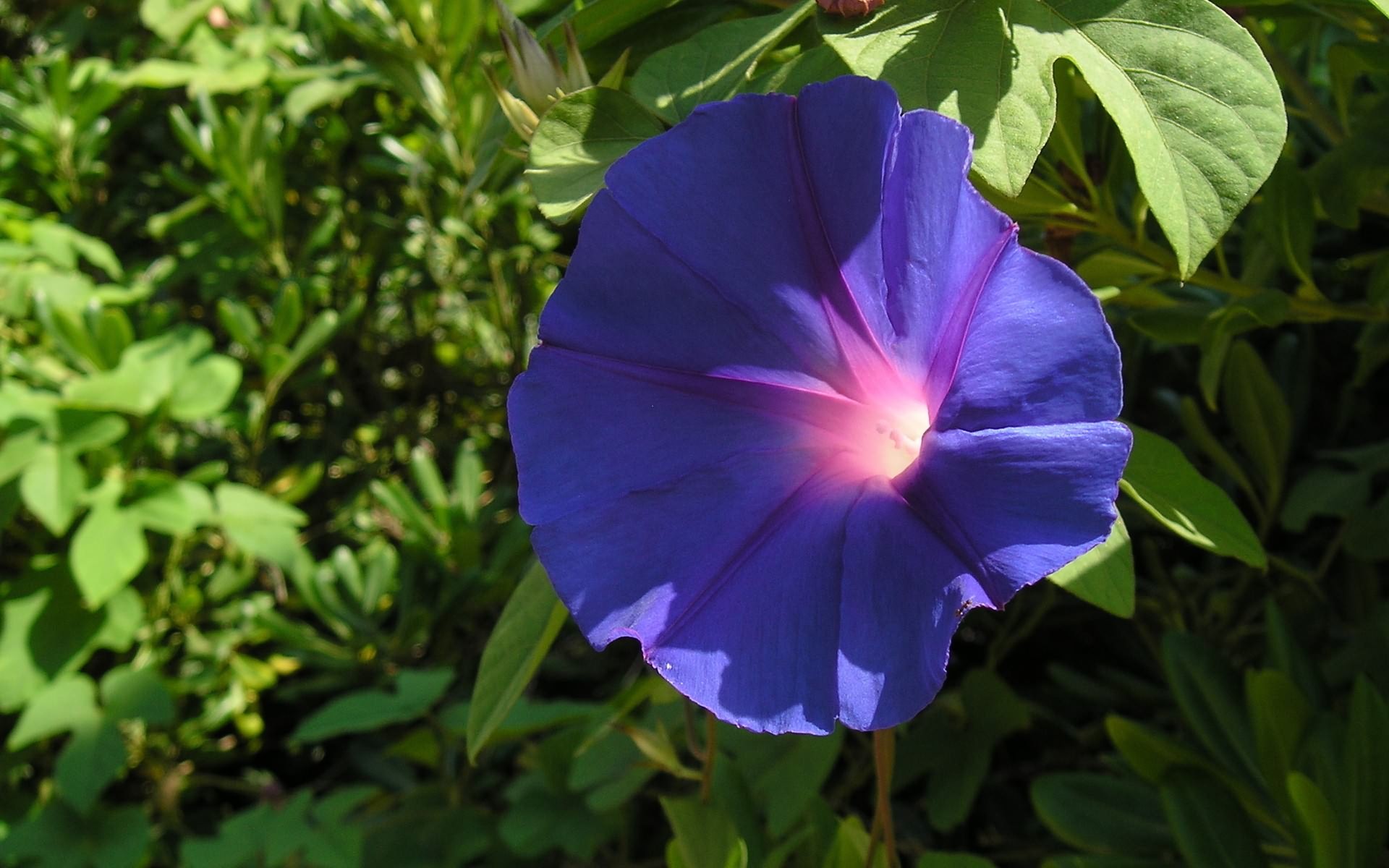 цветы, фотографий