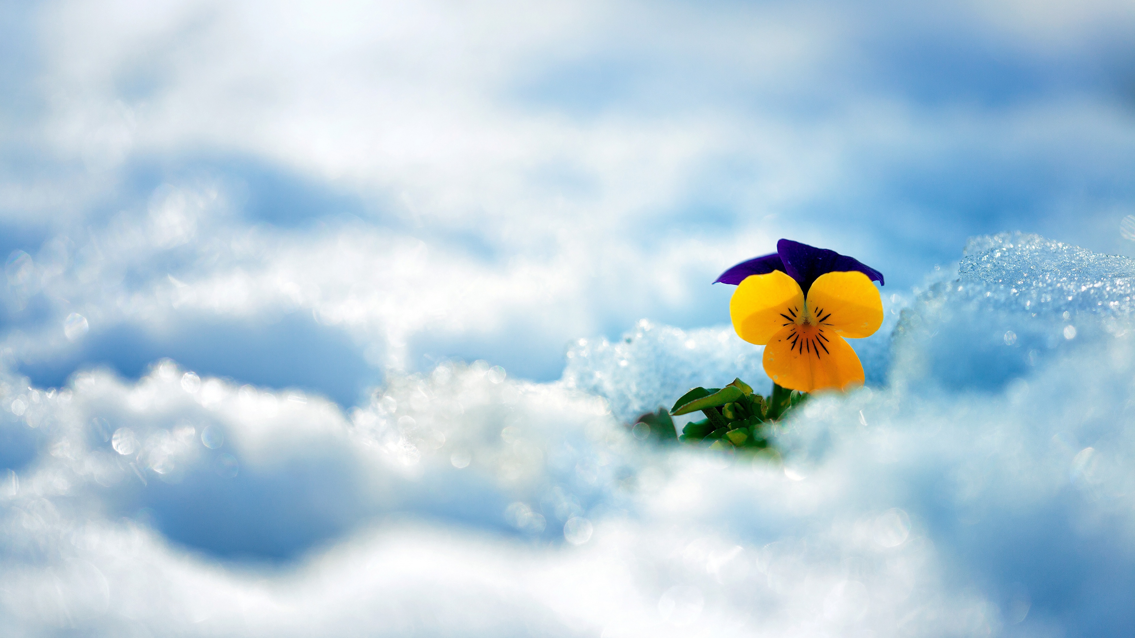 flowers, winter, снег