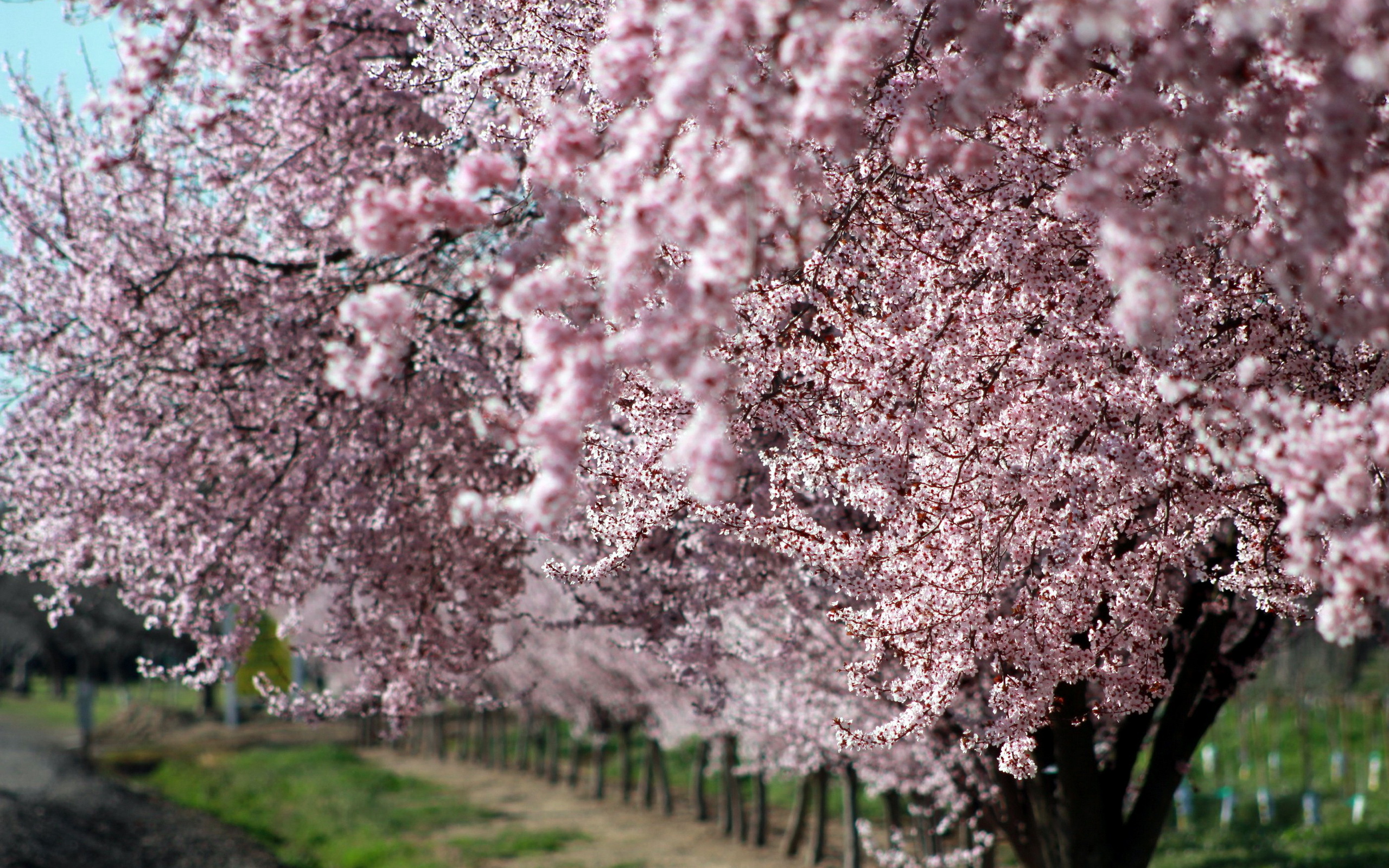 Sakura на русском. Сакура дерево. Цветущий сад. Сад Сакуры.