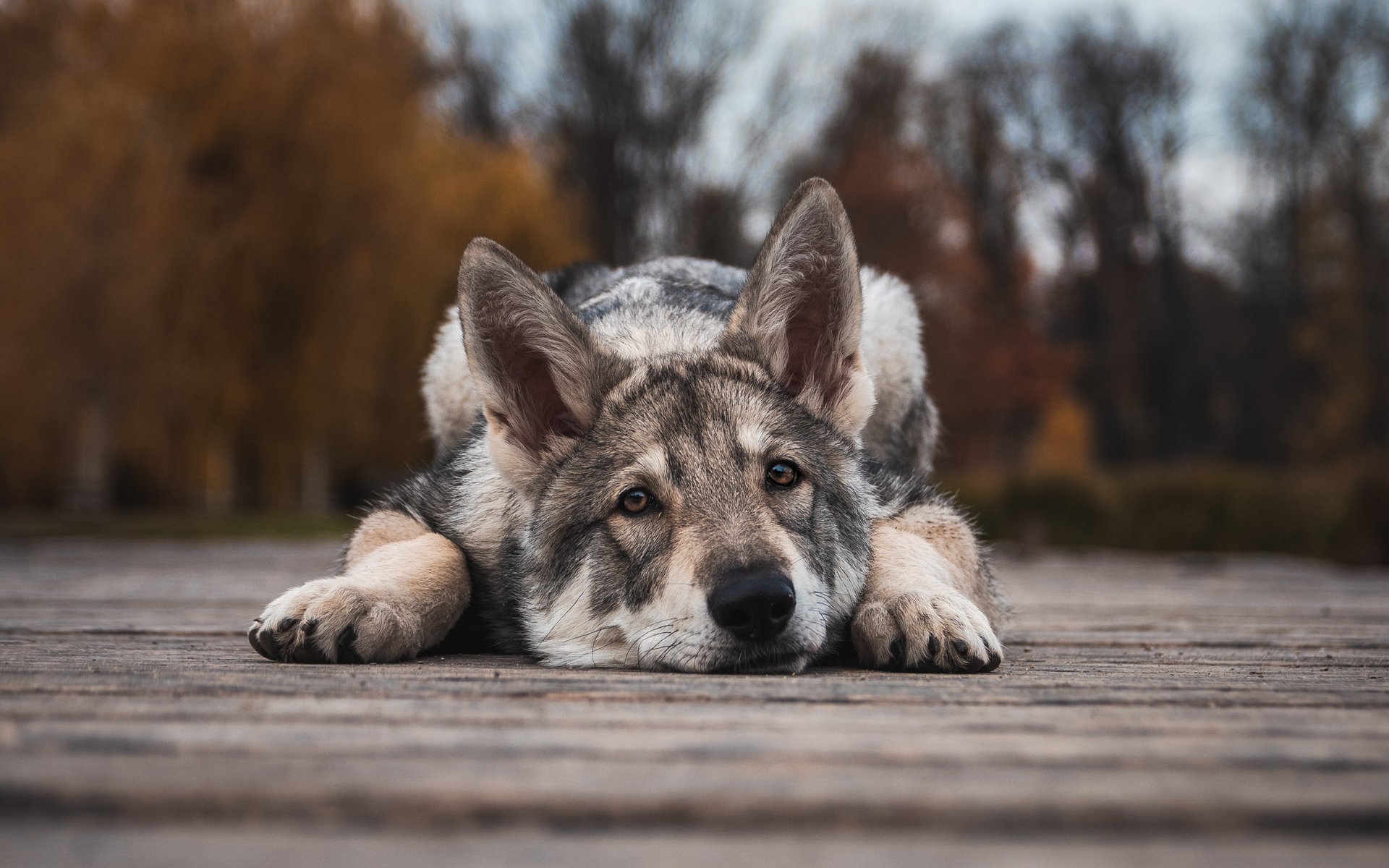 германия, серая