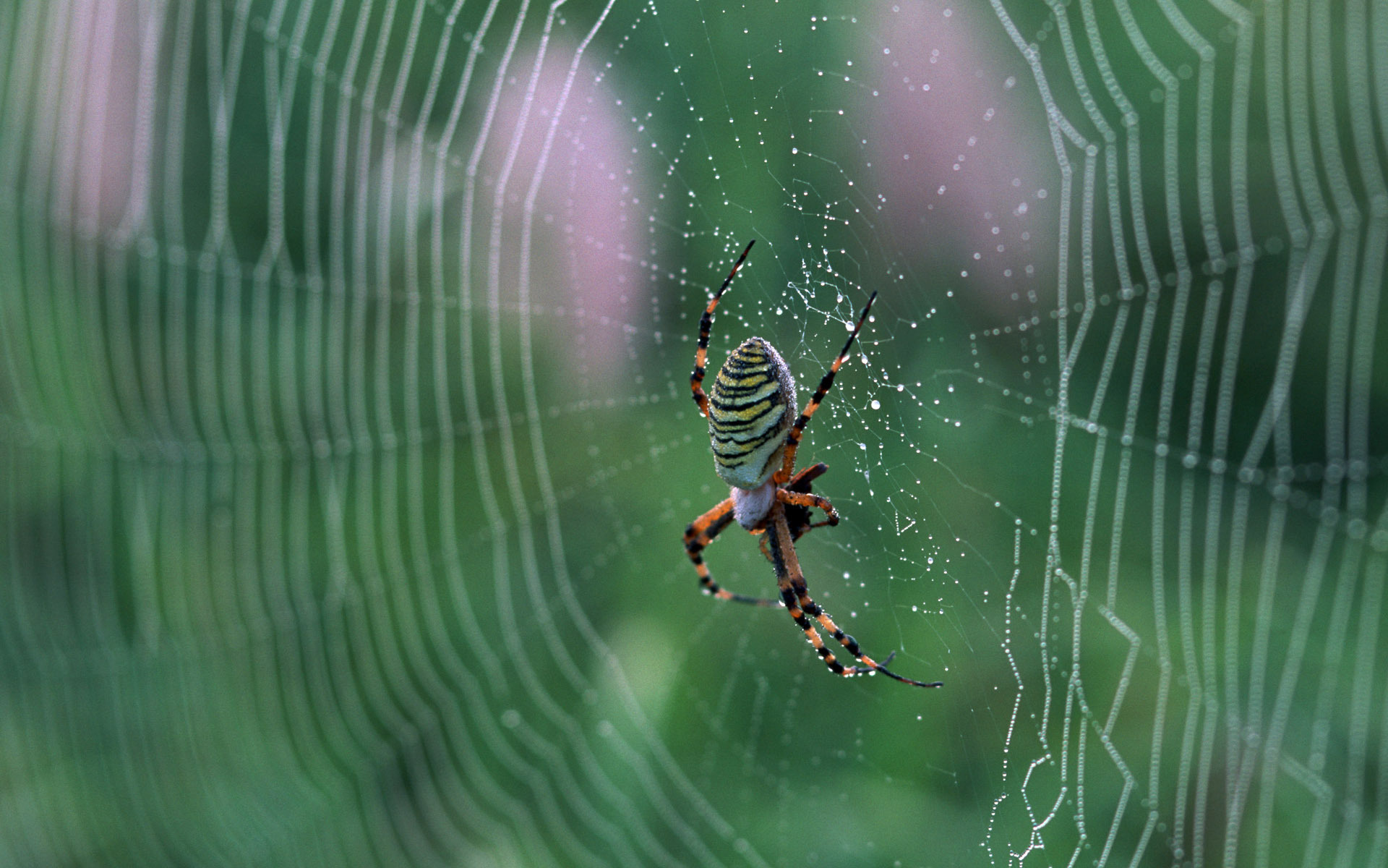 spider, web, pantalla