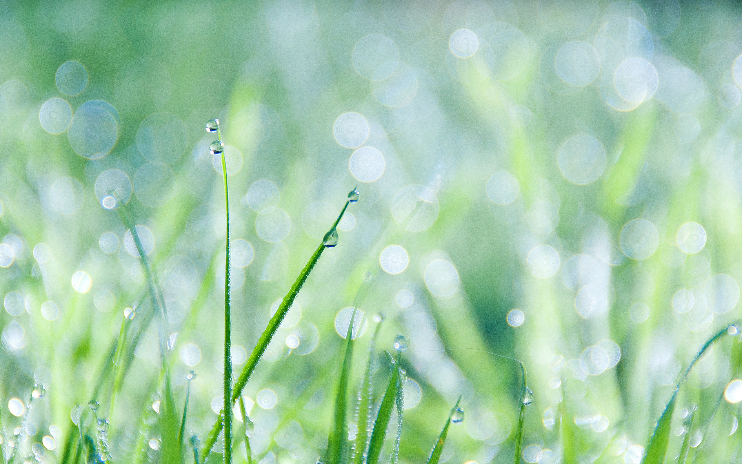 grass, dew, free