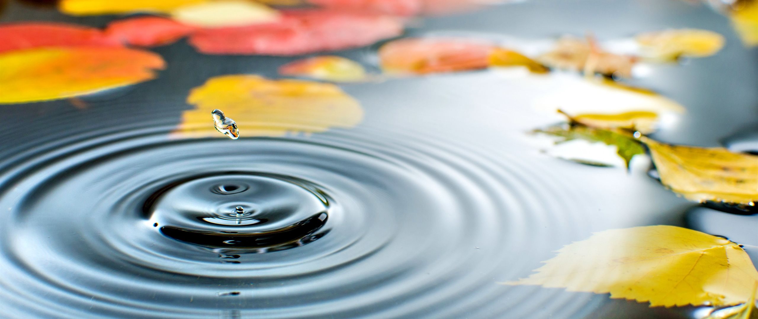 water, drop, drops