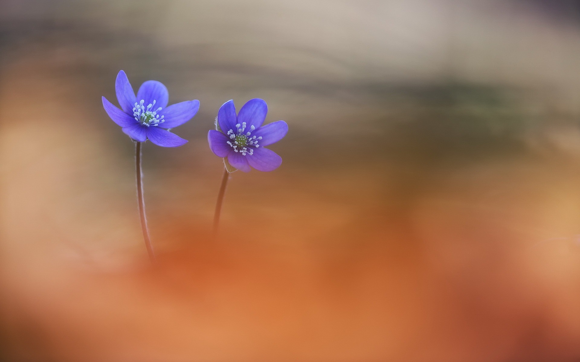 dayflower