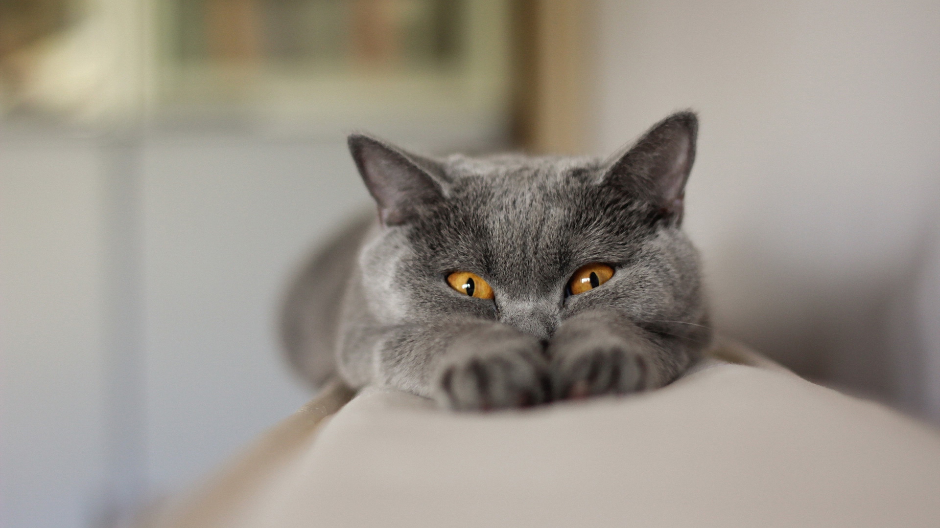 кот