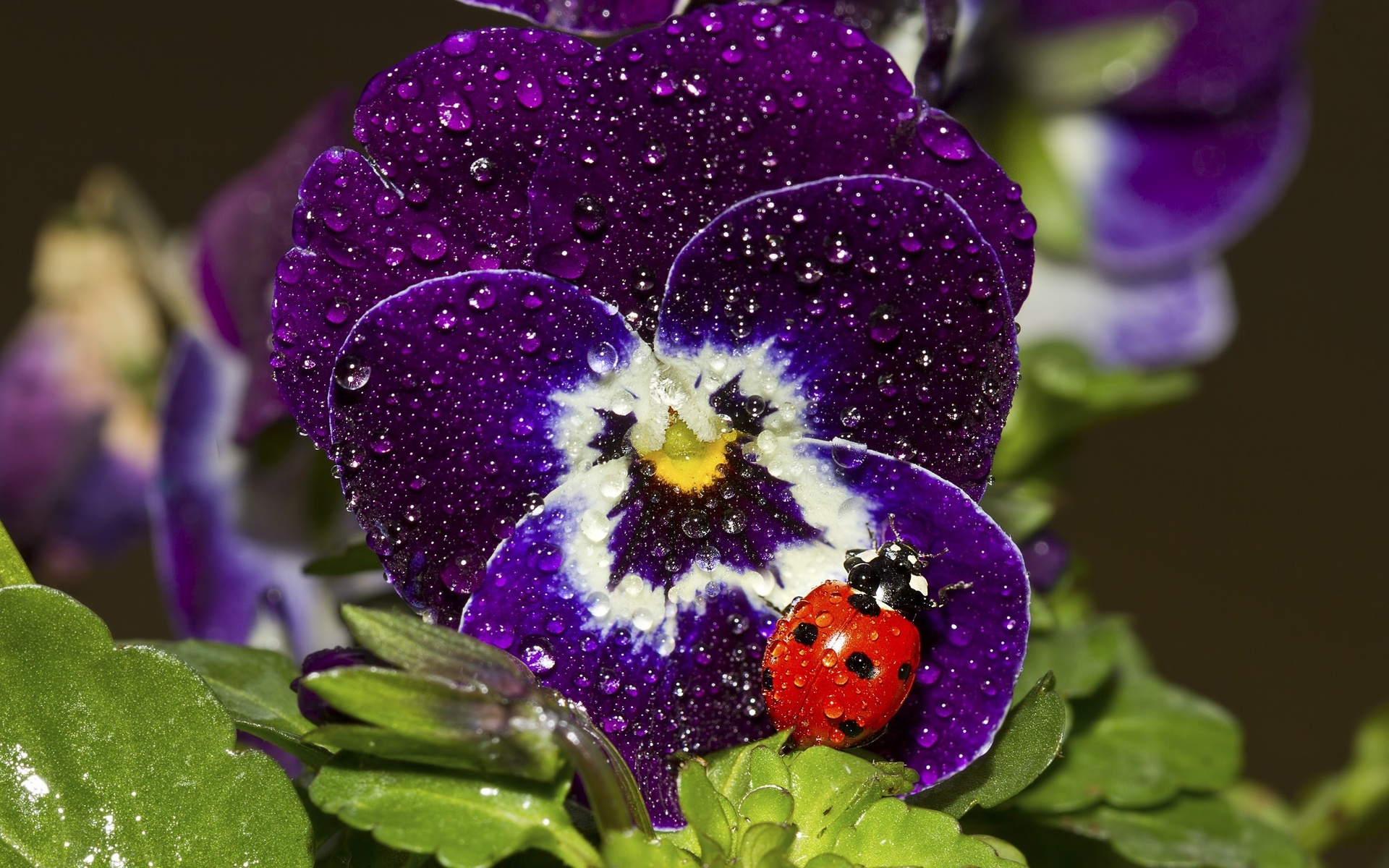 Фон № 46923 разрешение 1920x1200