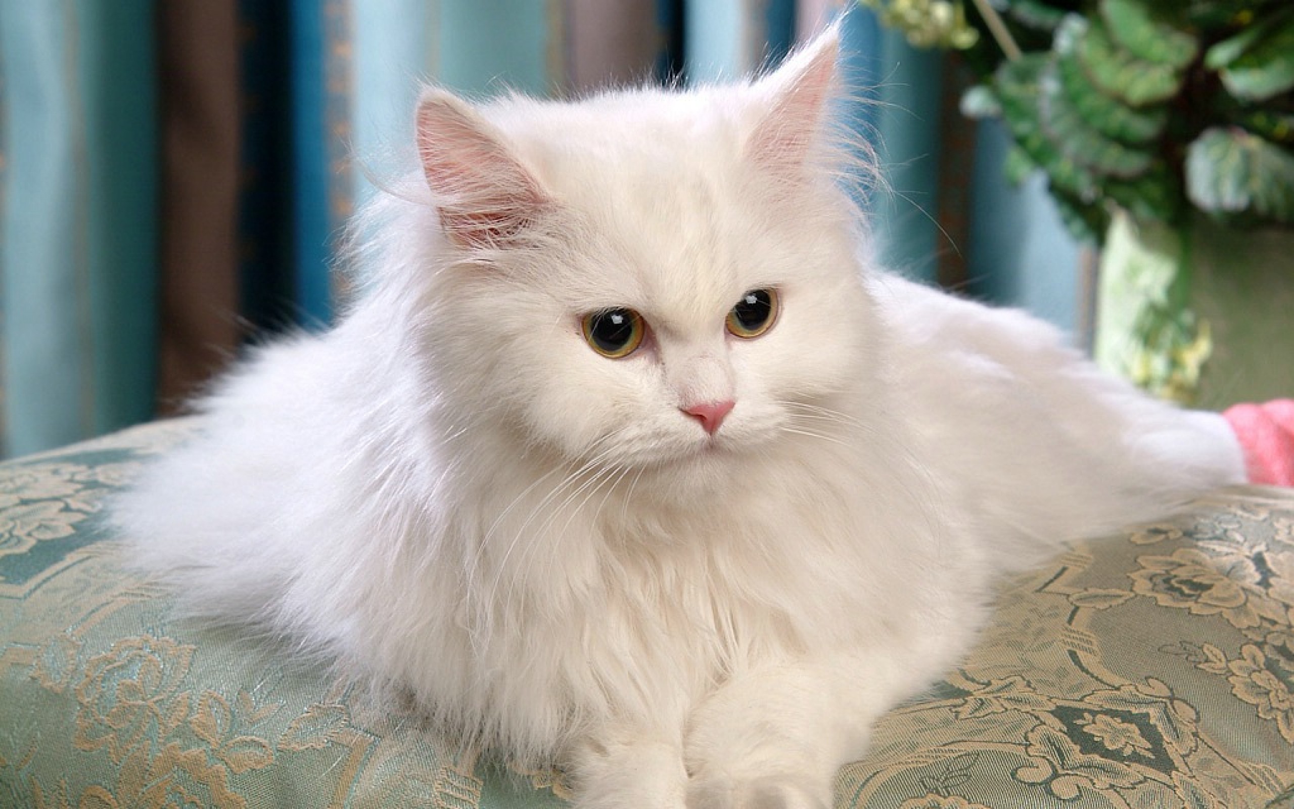 Самая красивая кошечка. Сибирская ангорская кошка. Сибирская ангорская кошка белая. Британская персидско ангорская кошка. Персидская ангора порода кошек.