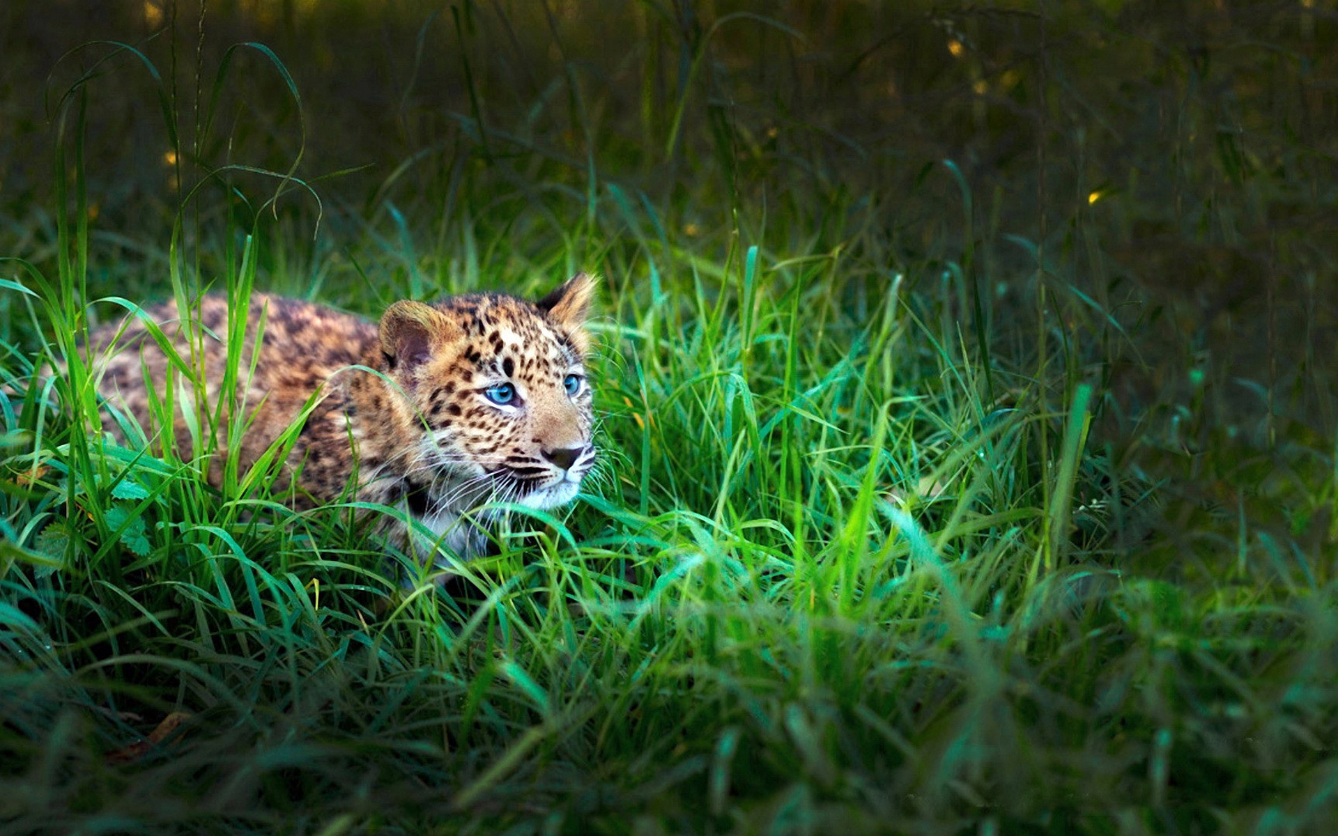 леопарды детеныши животные природа трава бесплатно