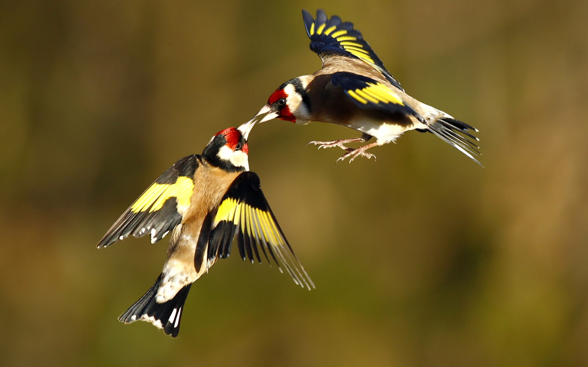 животные, животные