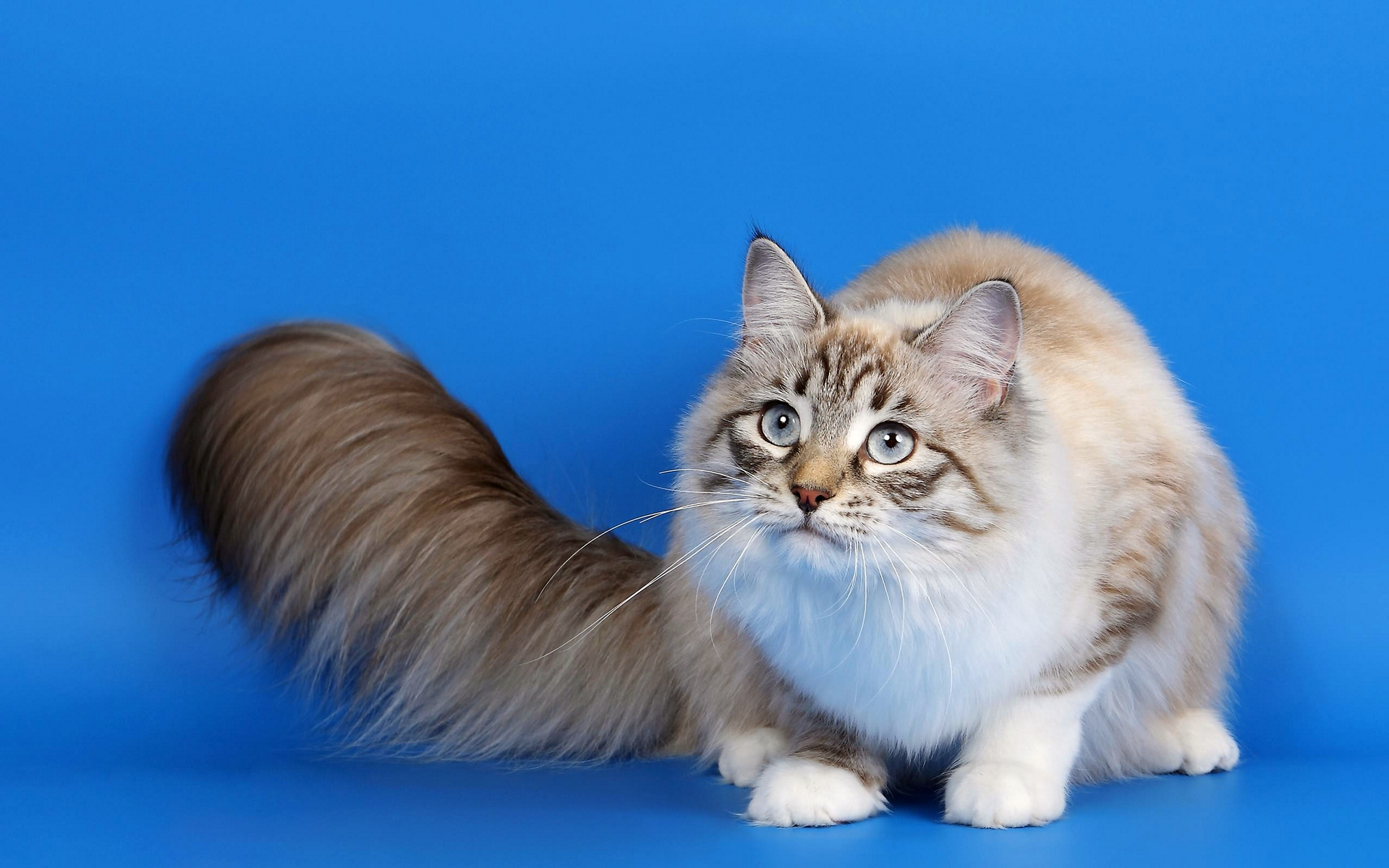 коты, кошки, широкоформатные