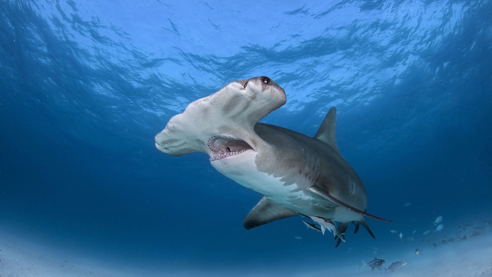 акула, hammerhead