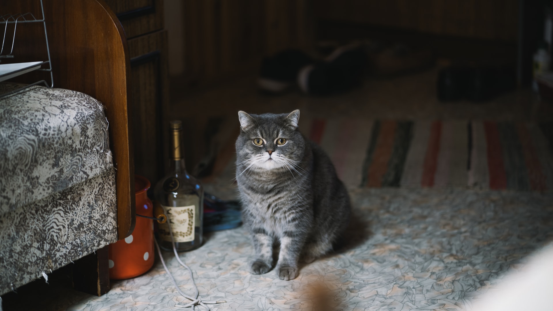 кот, собака, андрей