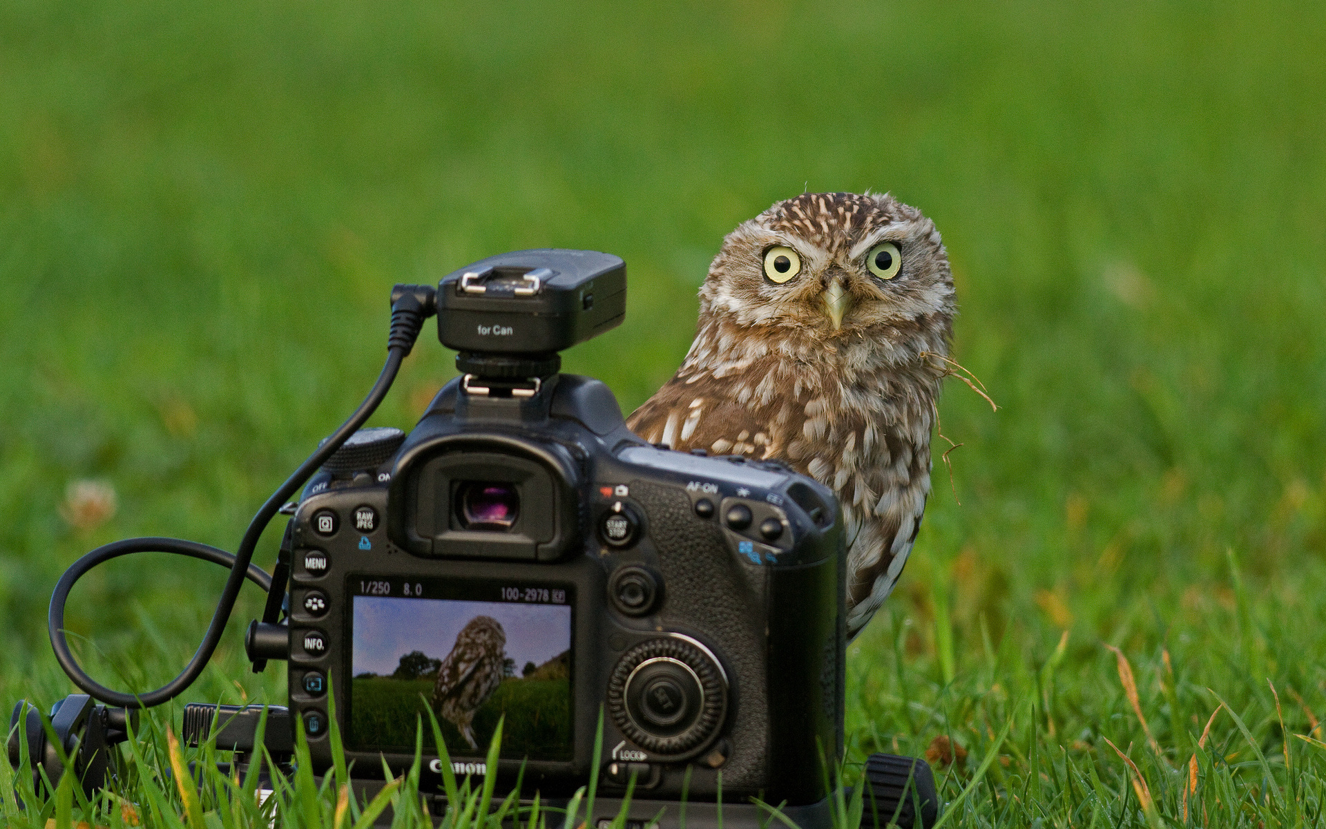 сова с фотоаппаратом
